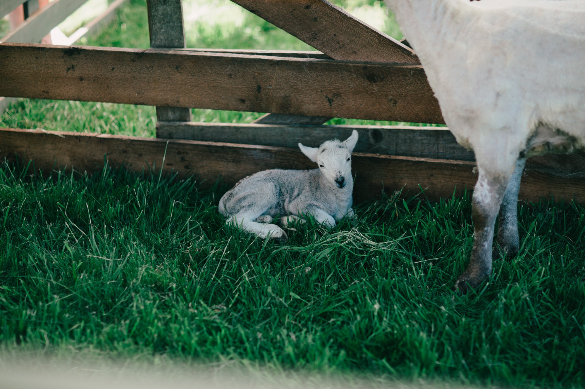 Ruckle Farm, Farm Days - Returning to the Fields