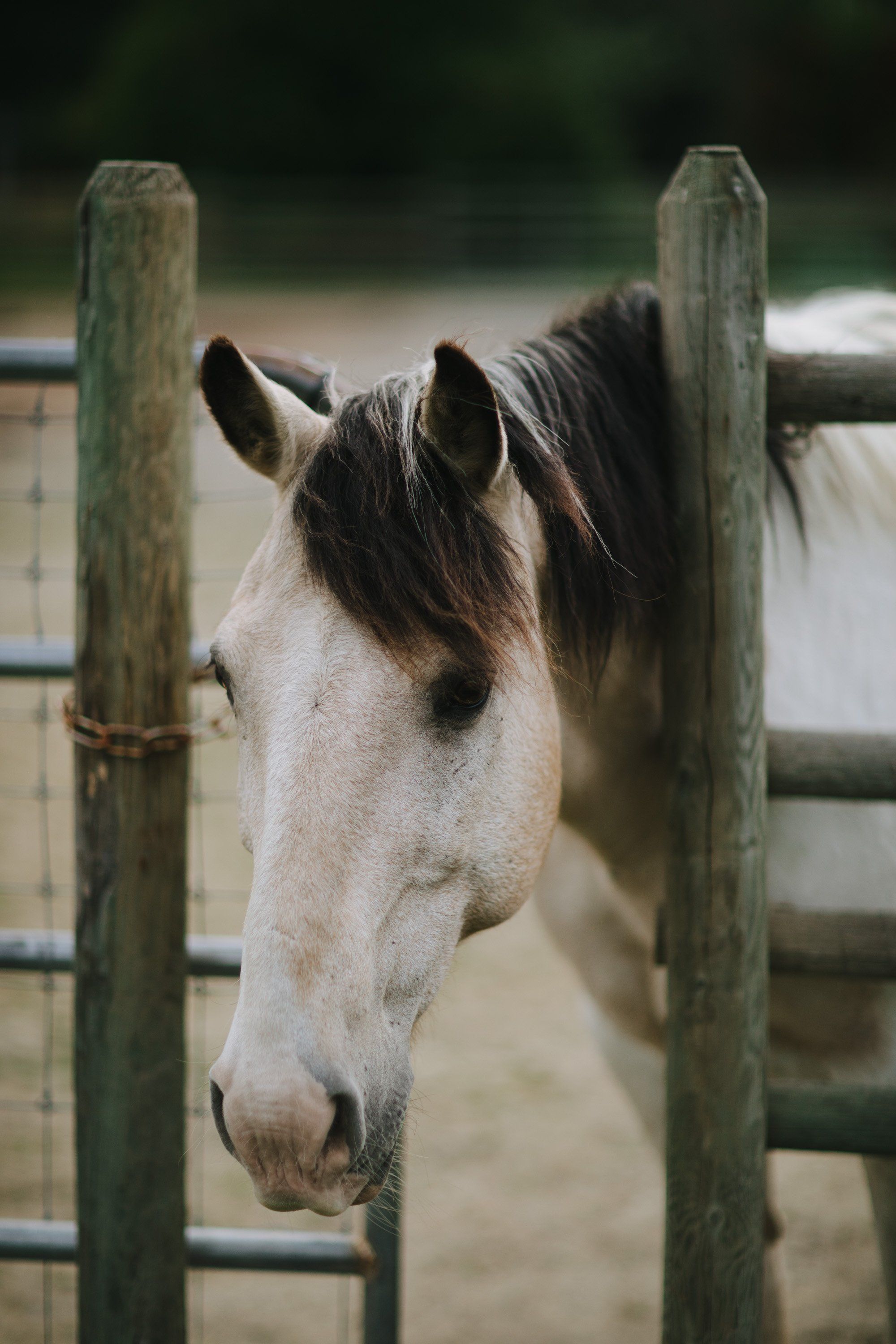 Dark-haired horse with white blaze rests its head on wooden fence rail, soft natural light catching its gentle expression