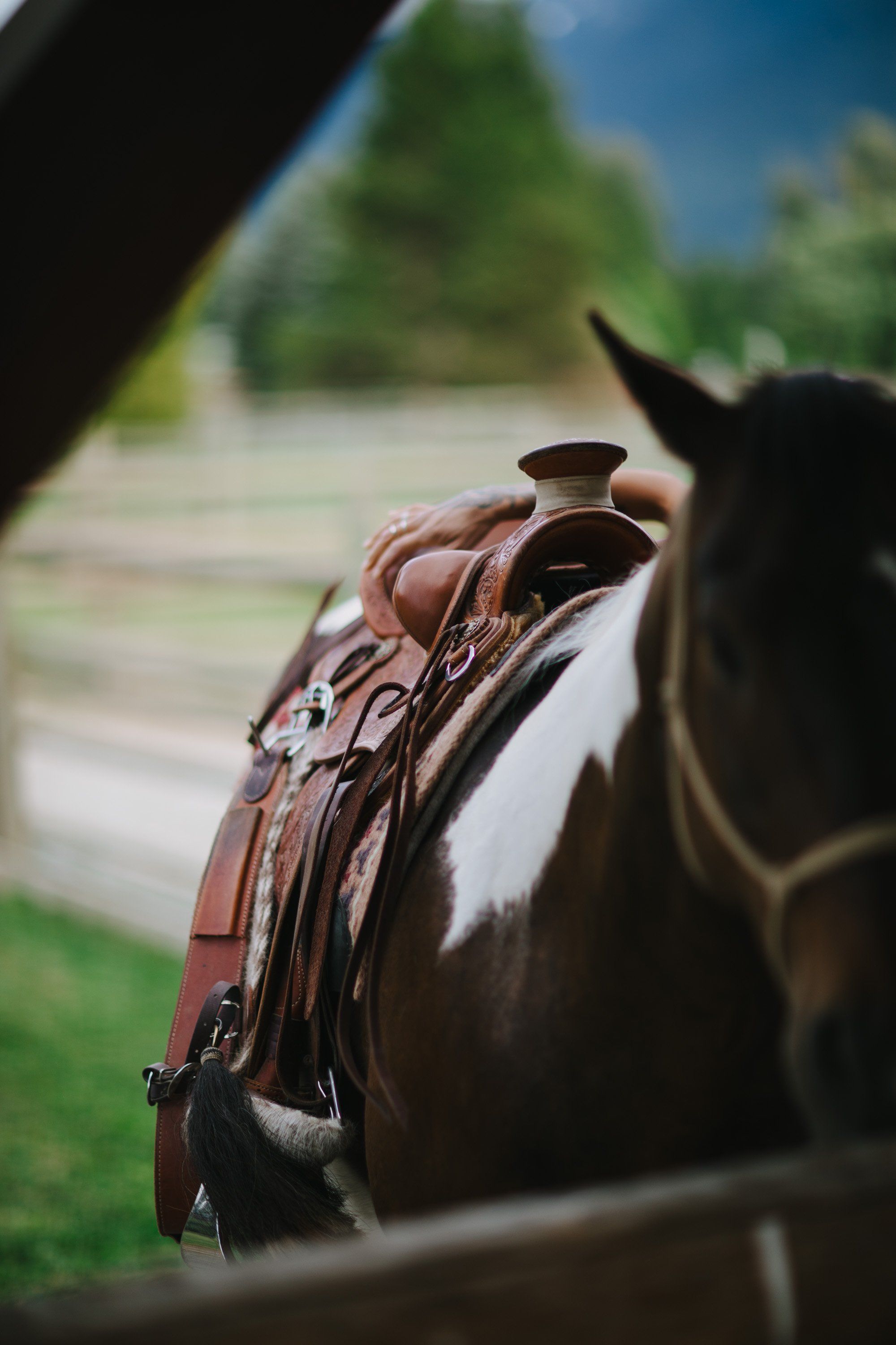 Brown leather saddle on a dark horse with green trees and blue sky softly blurred behind