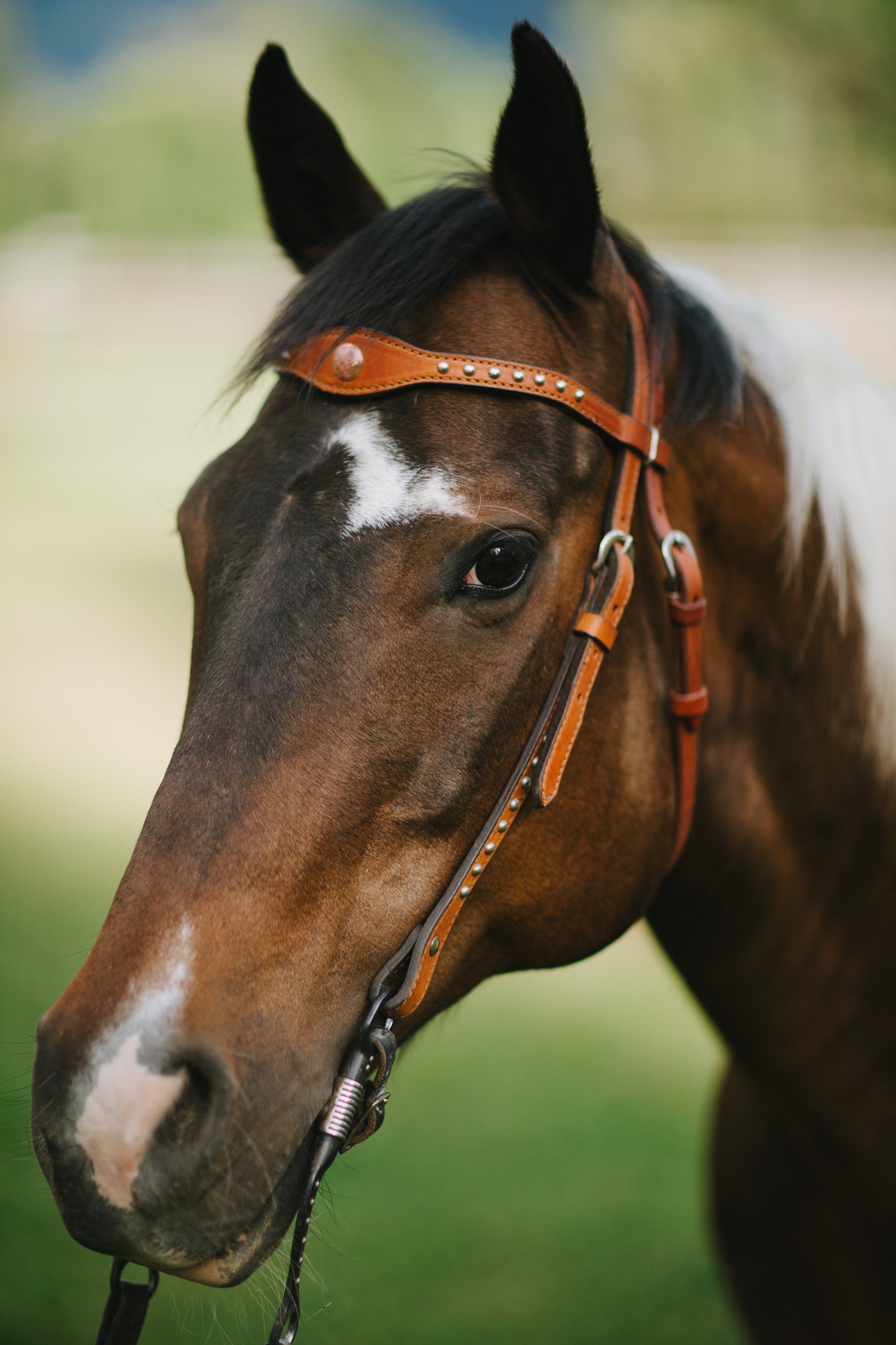 Brown horse with white blaze wearing orange leather halter, ears forward, soft green background