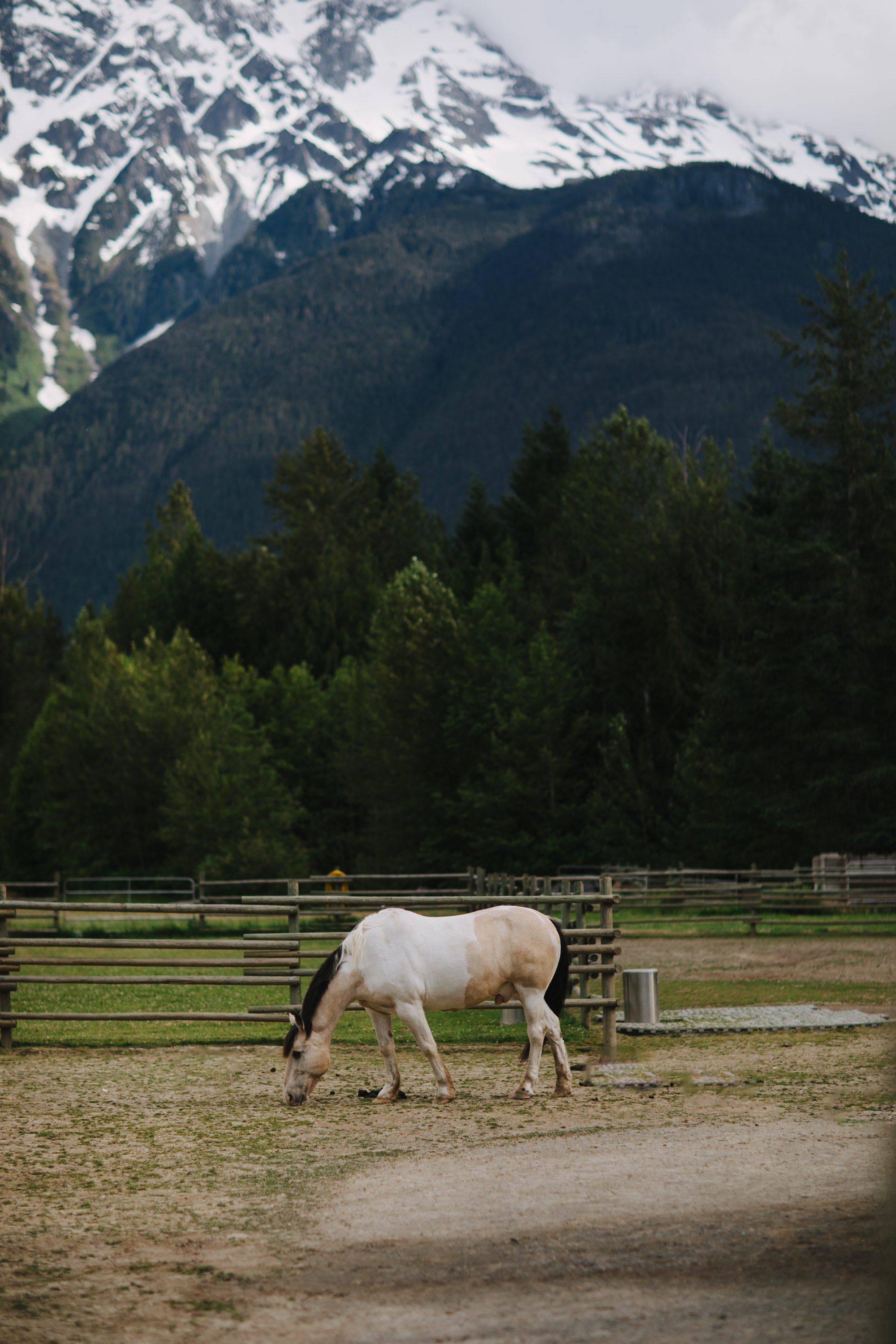 Cream-colored horse grazing in a ranch pasture with snow-capped mountains and evergreen forest backdrop