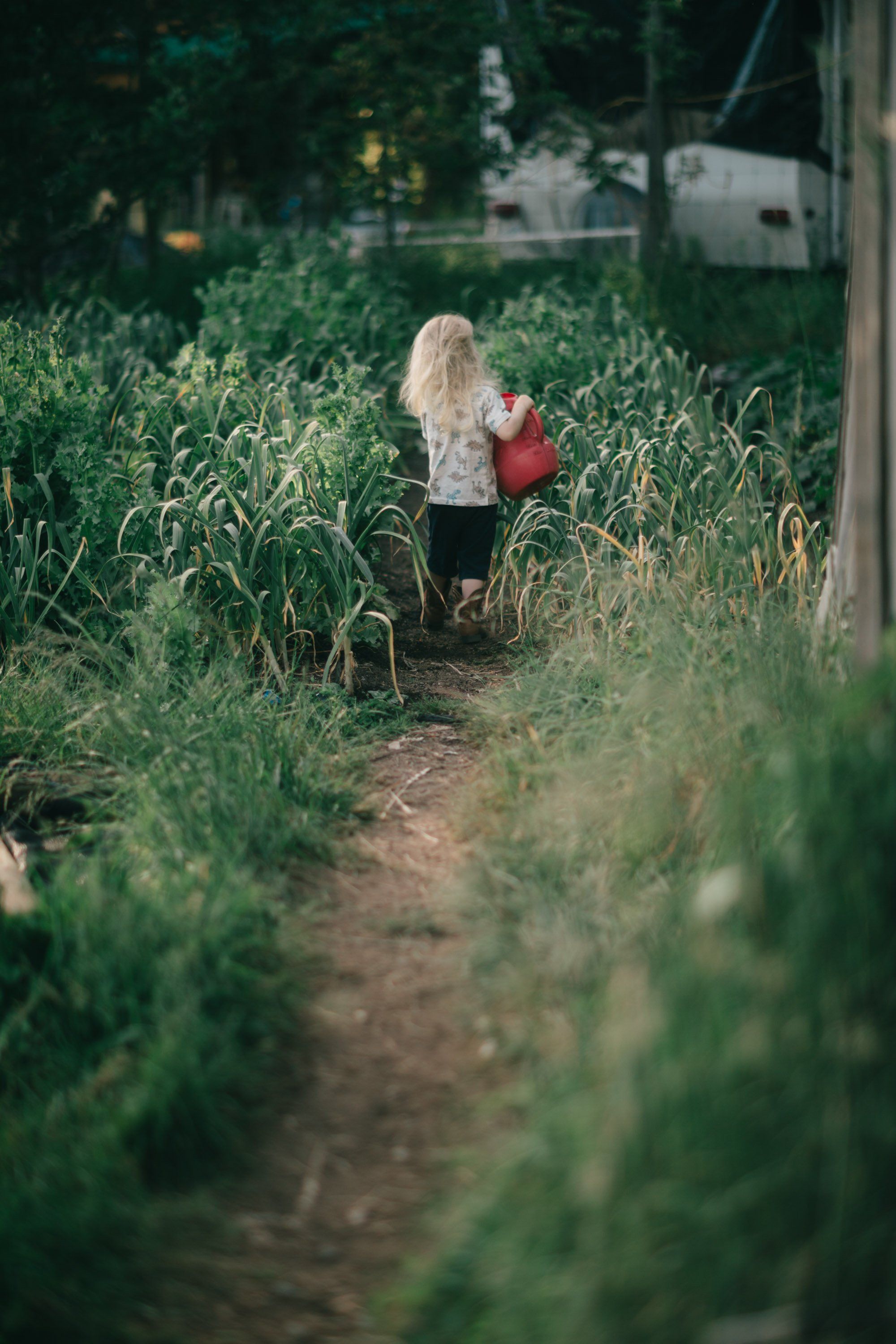 Child in red shirt walking a dirt path through overgrown garden rows on a farm