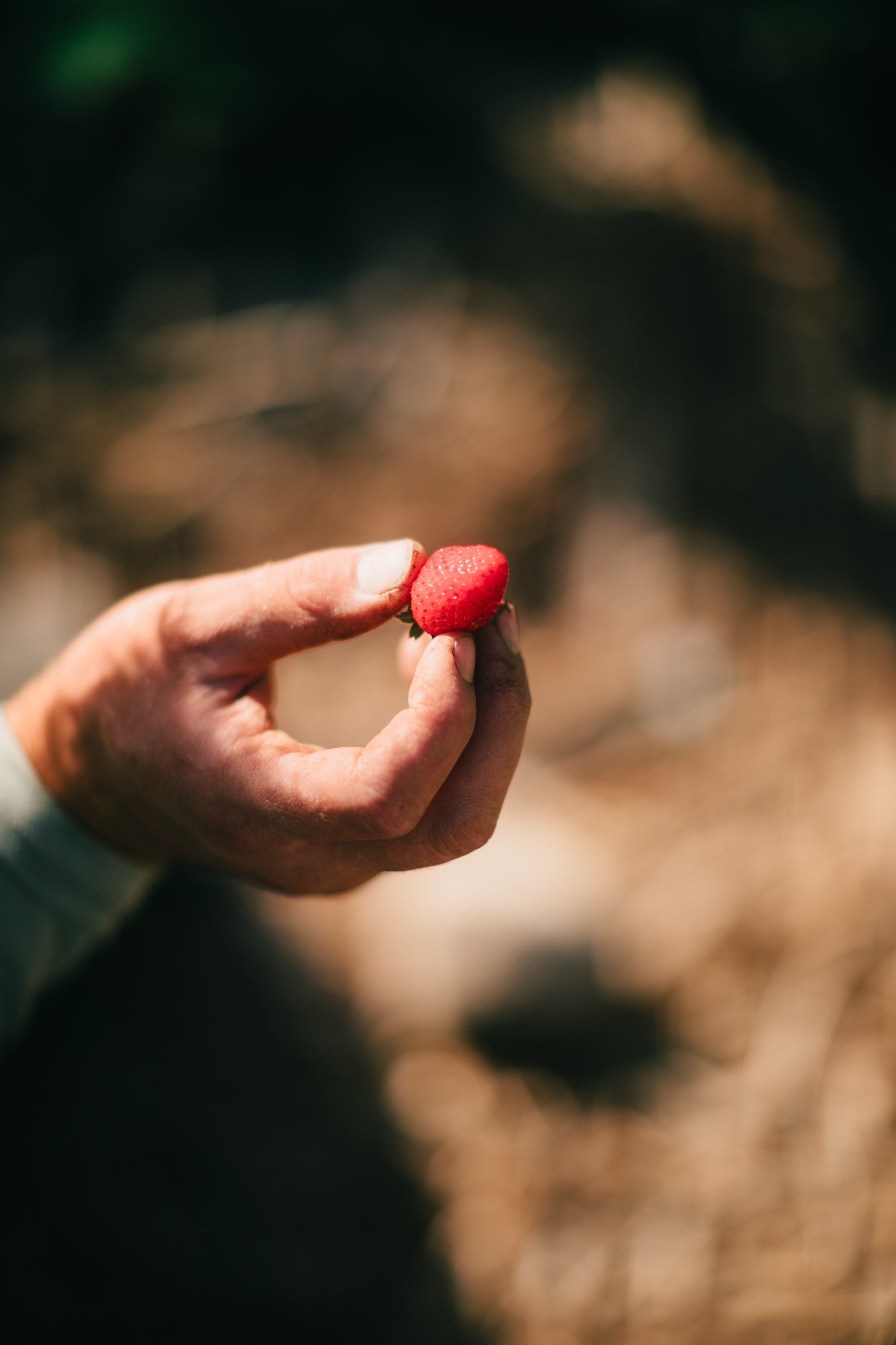 Child's hand holding a ripe red raspberry, backyard orchard setting with soft warm light