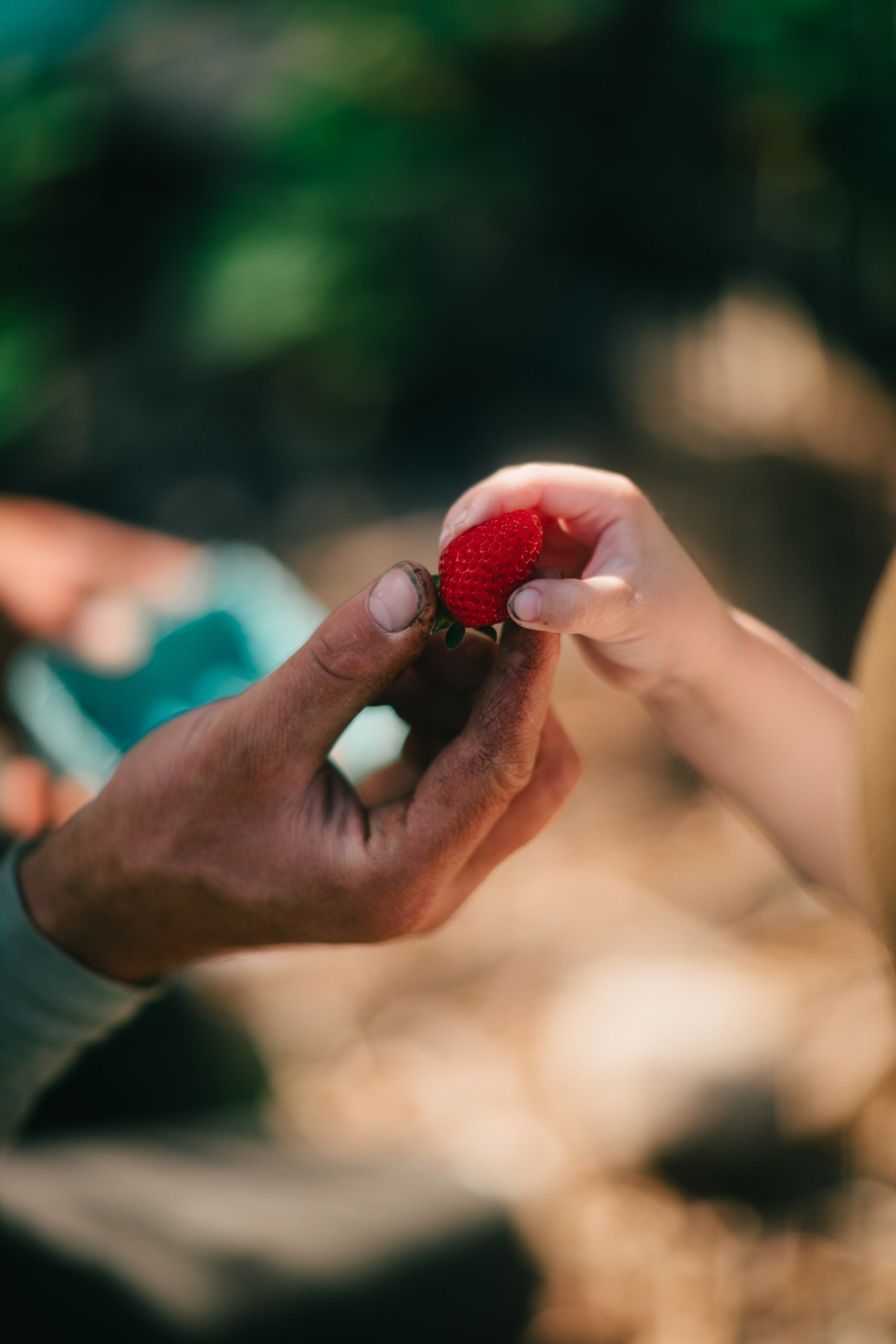 Child's hand holding a fresh red raspberry against blurred green garden foliage