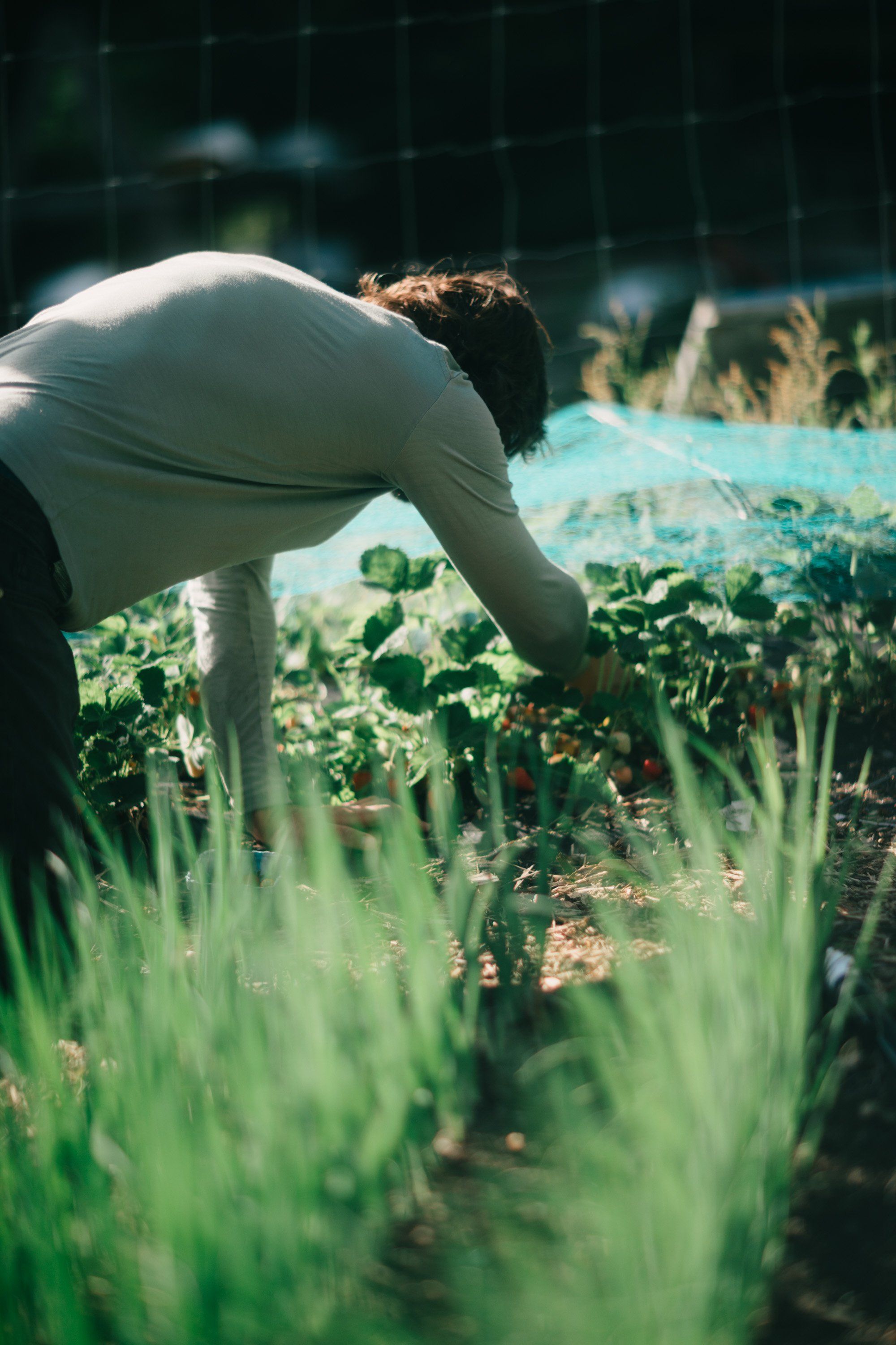Person in white tank top bending over lush green vegetables in sunlit garden bed