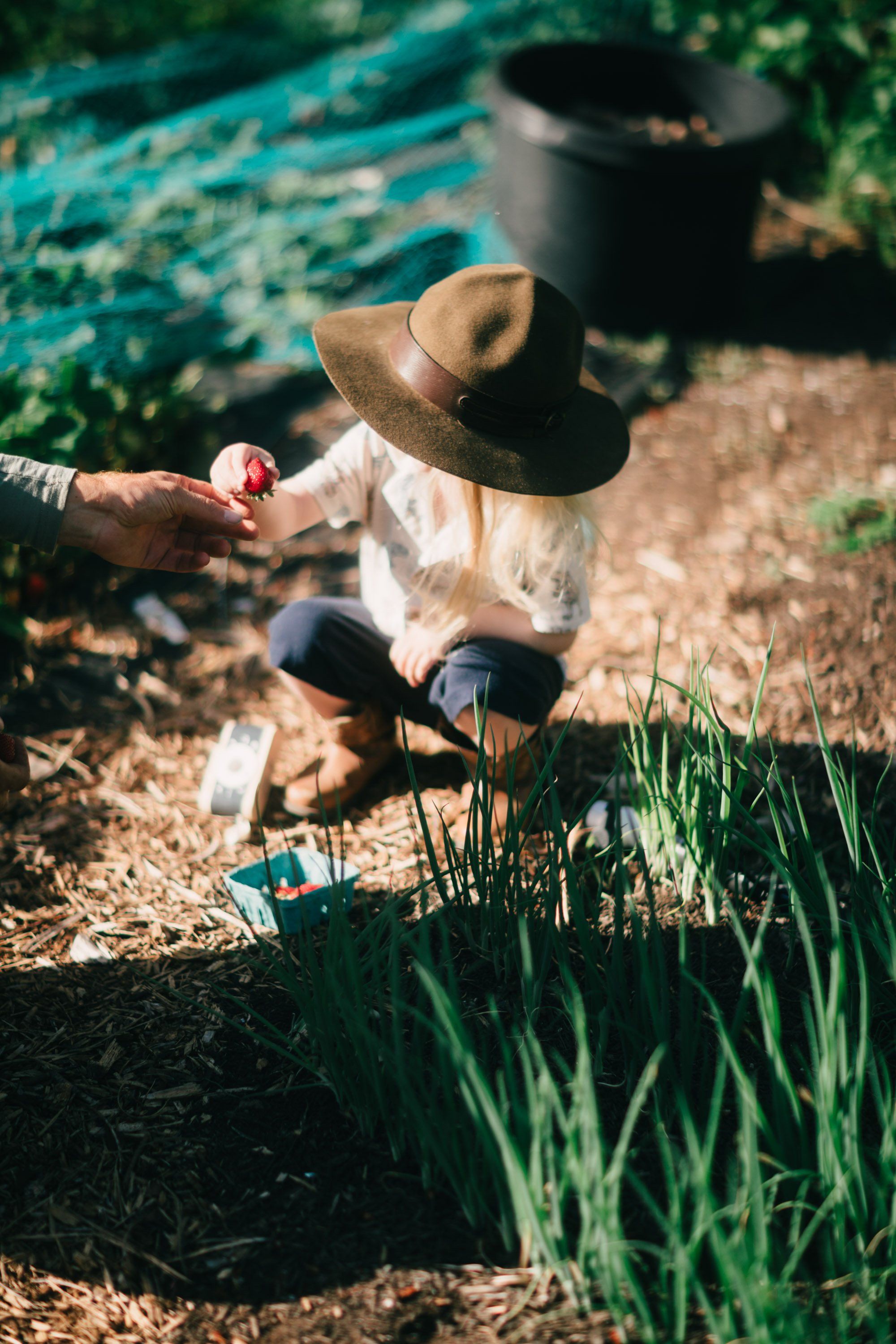 Toddler in straw hat crouches among garden greens on sunny farm ground, holding a vegetable