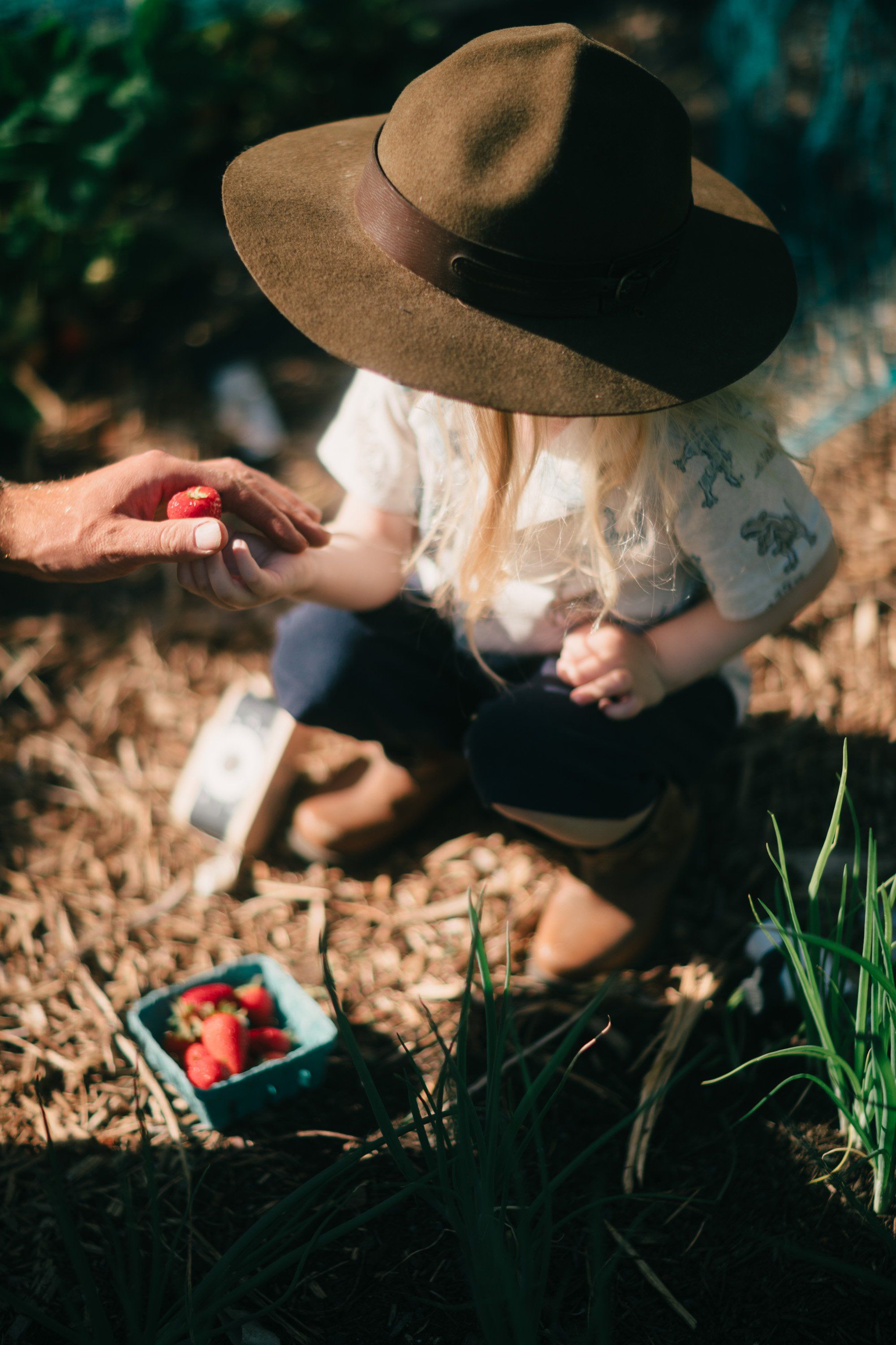Child in cowboy hat reaching toward strawberries in garden soil, held by adult's hand in warm afternoon light