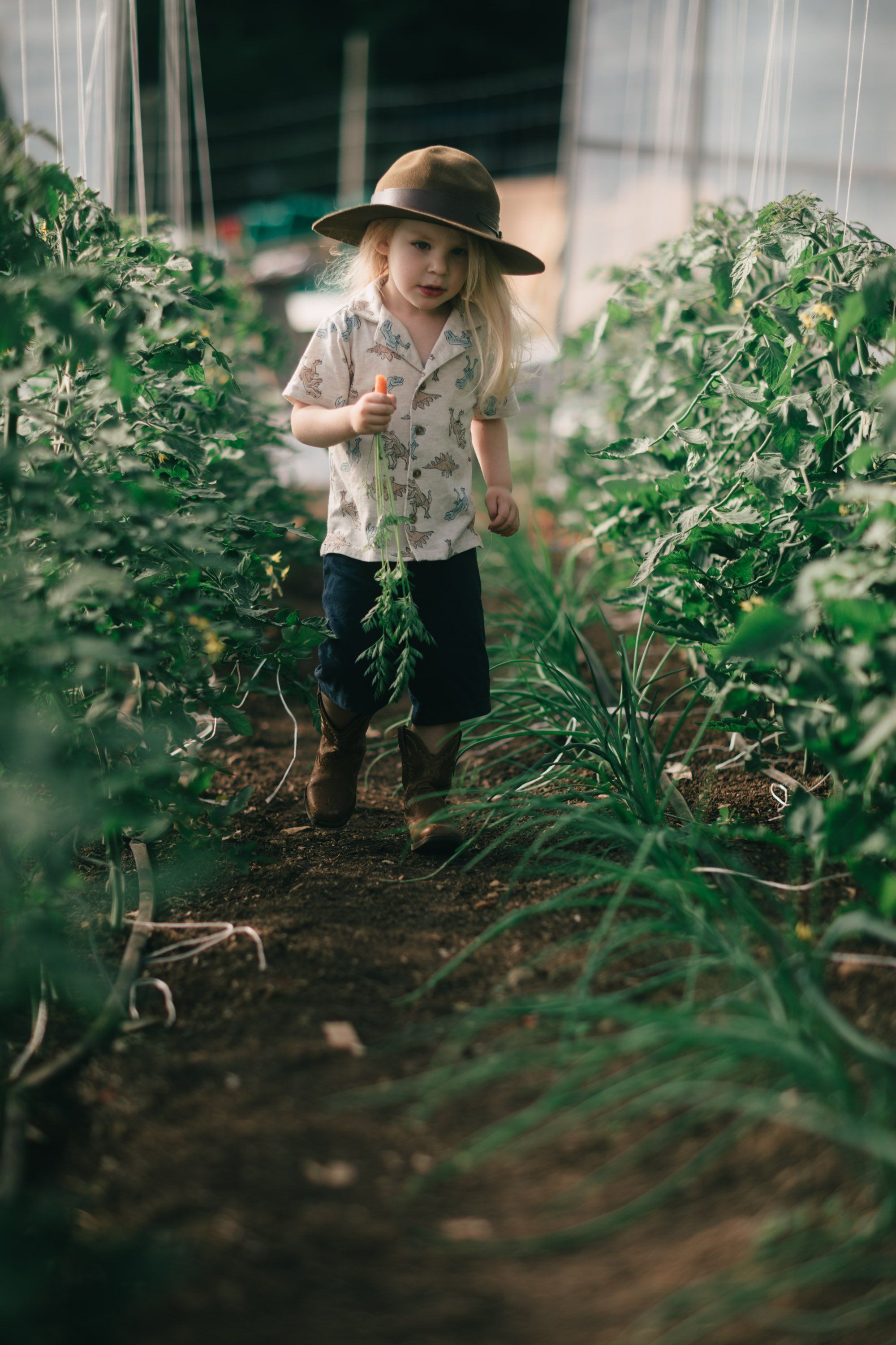 Young child in a wide-brimmed hat walking between tall tomato plants in a sunlit greenhouse on Salt Spring Island