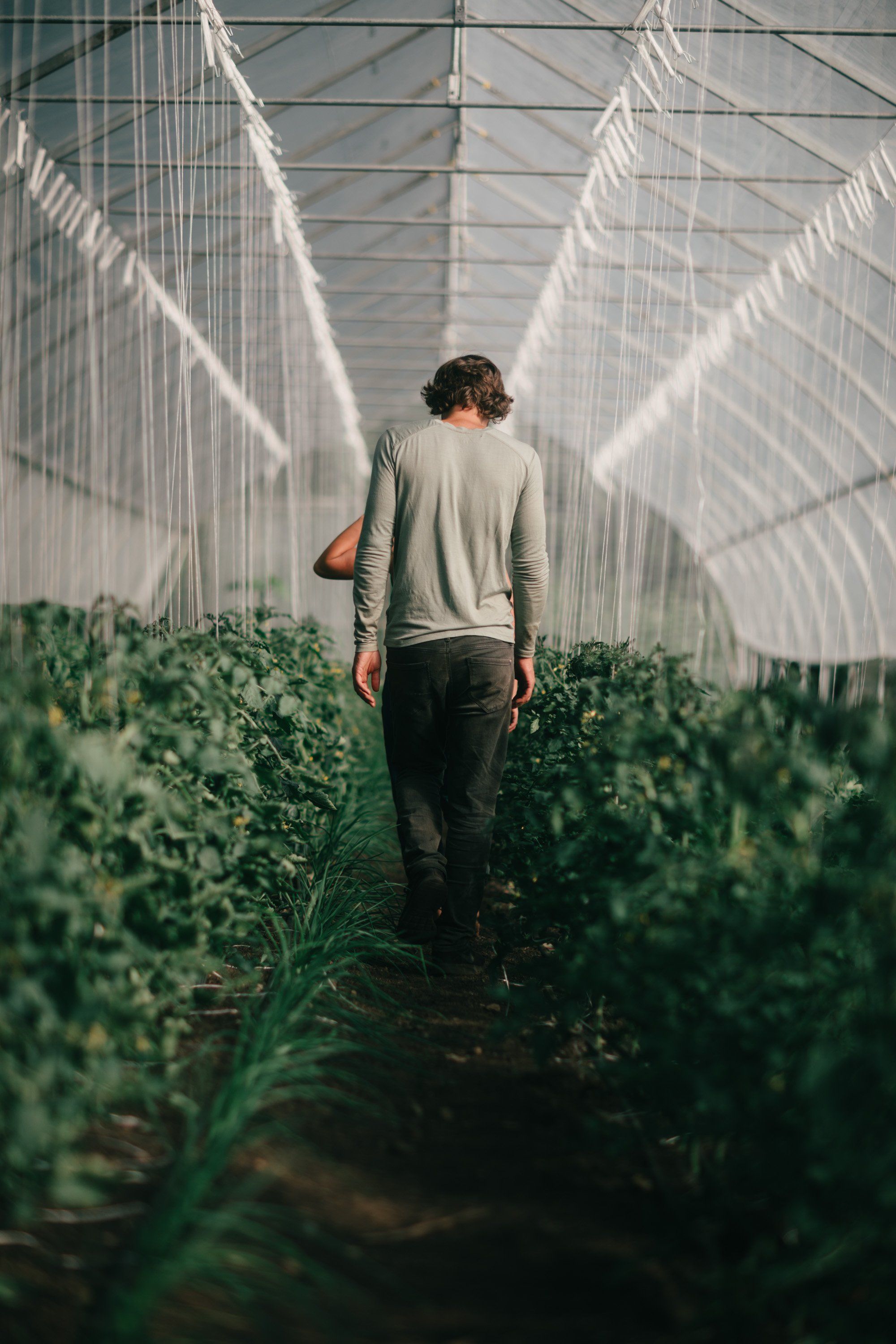 Man walking alone through geometric rows of green plants in a bright greenhouse on Salt Spring Island