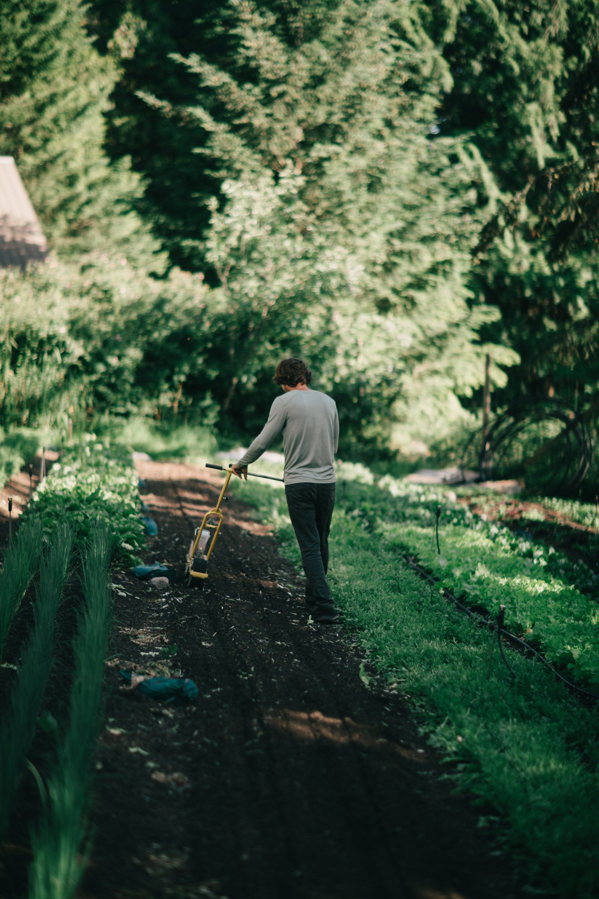 Person in grey hoodie tending garden rows beneath towering green trees on Salt Spring Island farm