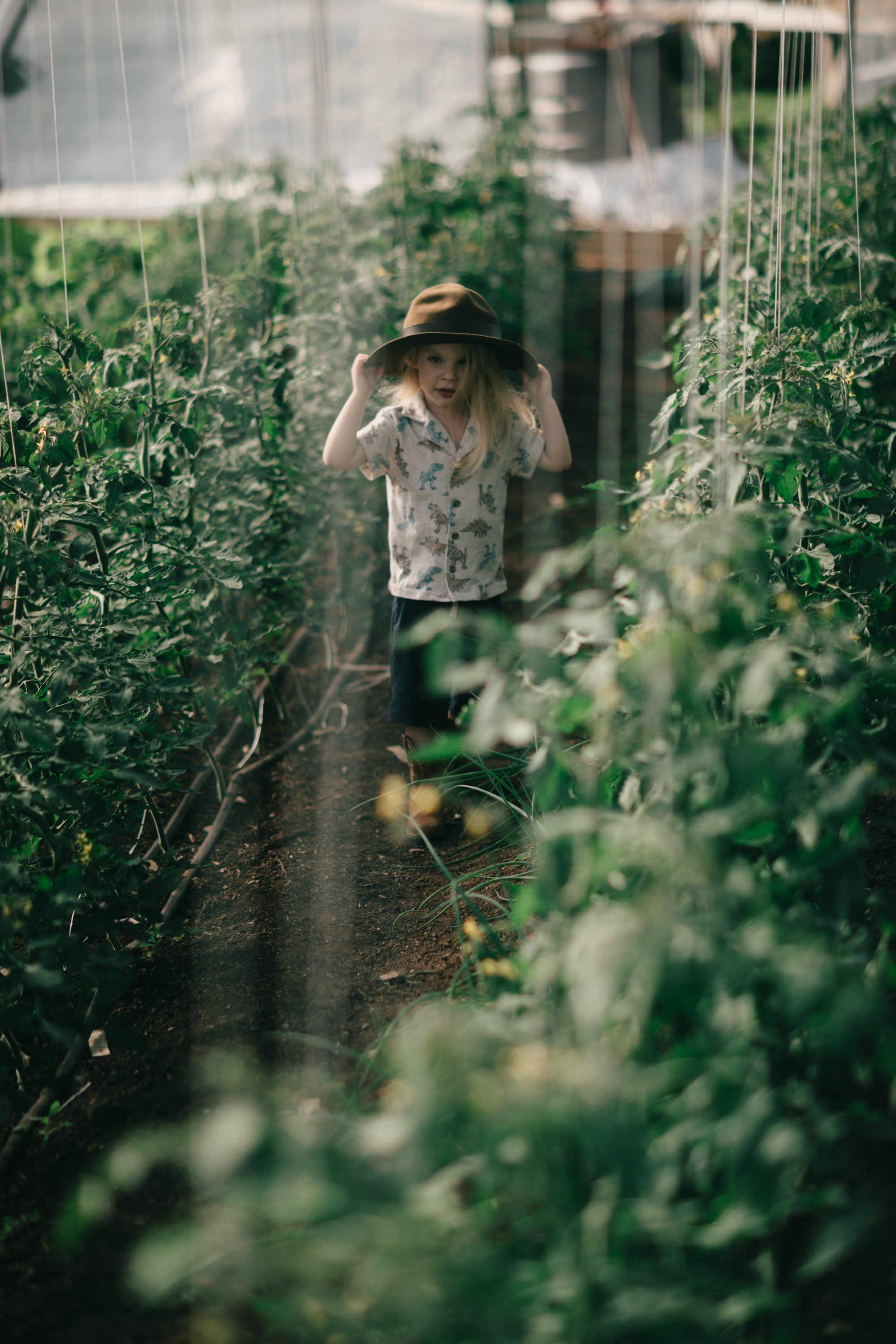Person in straw hat walking between tall green tomato plants in greenhouse on Salt Spring Island farm