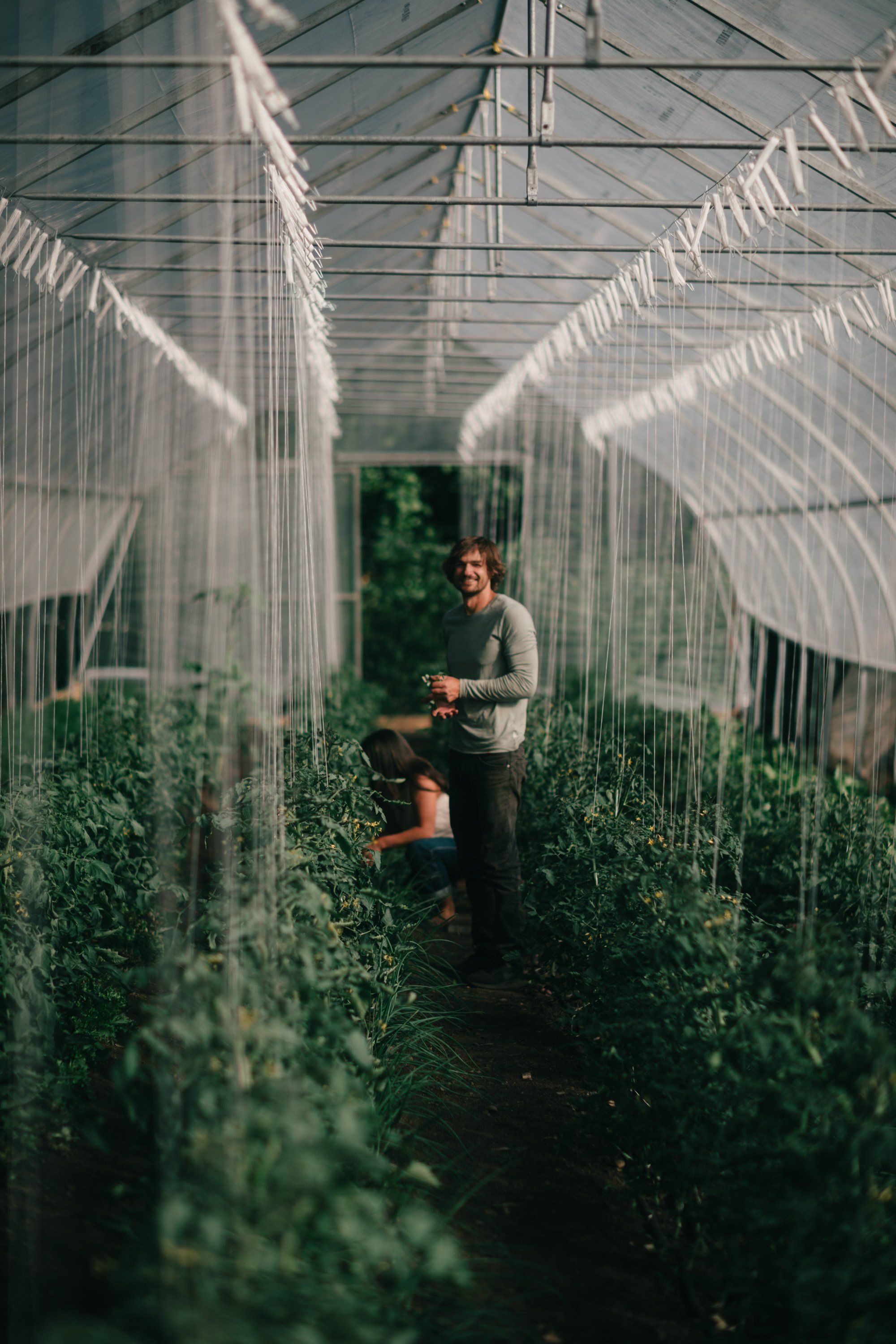 Man holding tomatoes walks through lush green rows in a sunlit greenhouse on Salt Spring Island