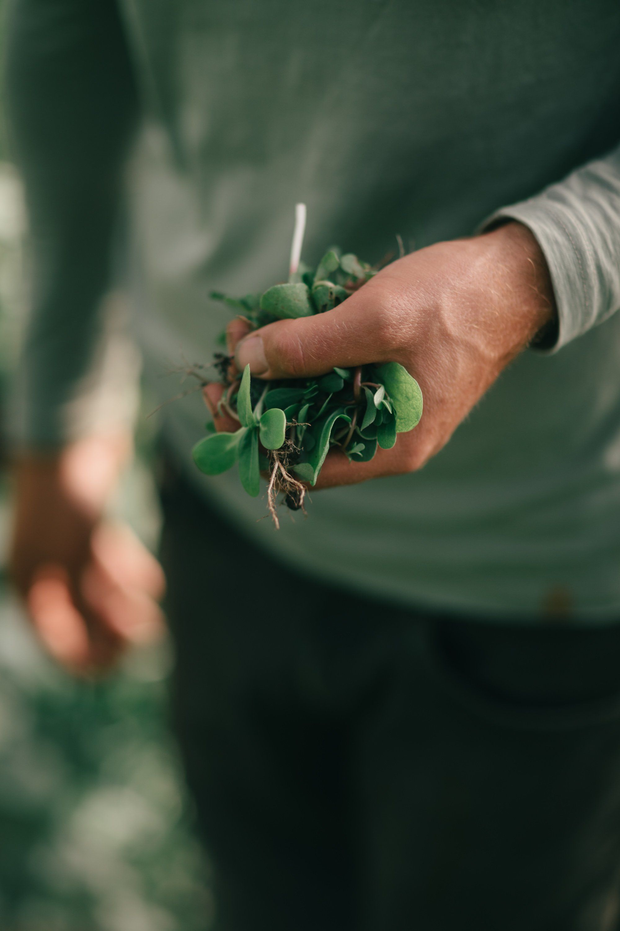 Hand holding freshly harvested greens with soil still clinging to roots against a green jacket