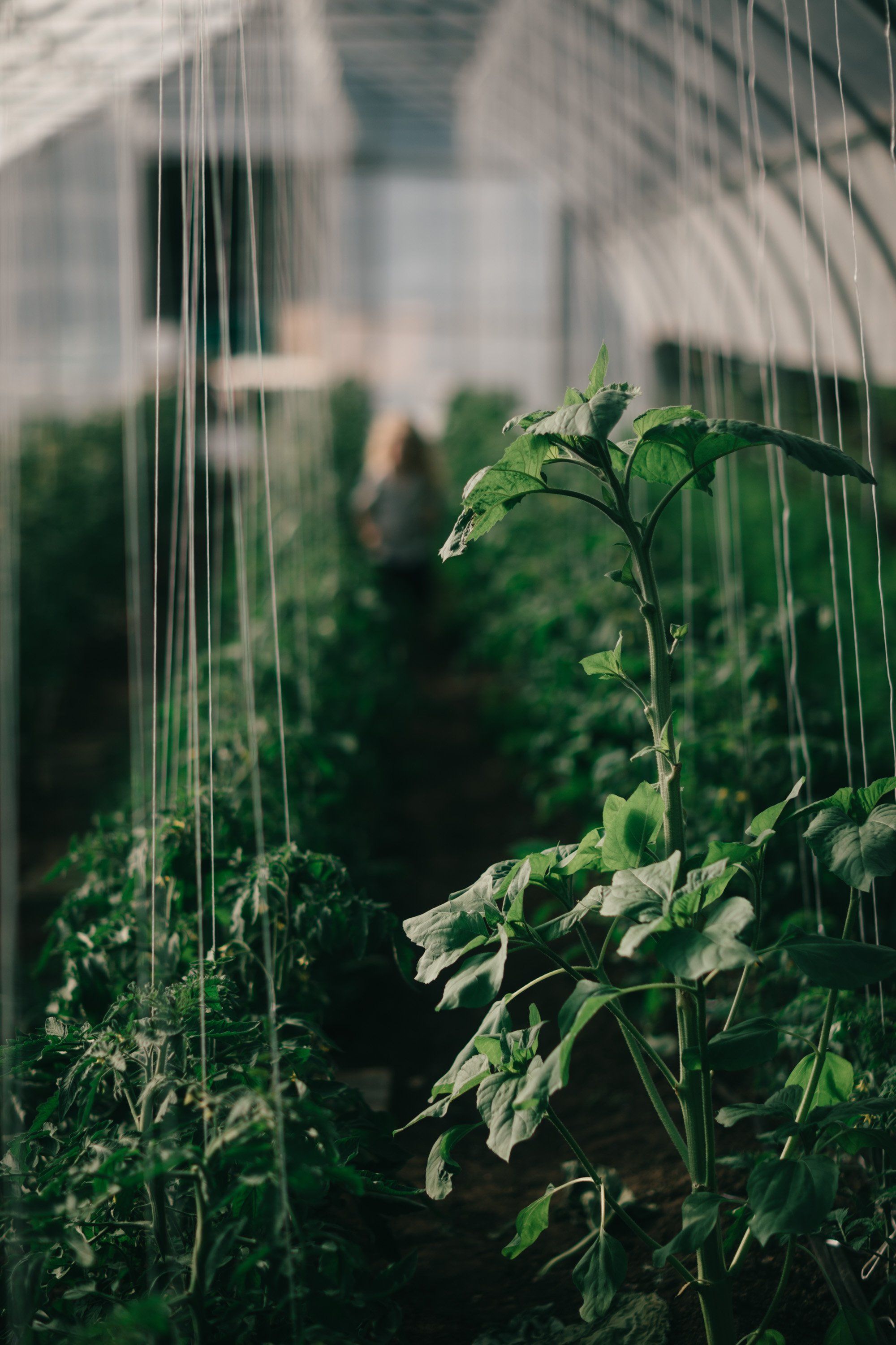 Tomato plants with support strings in a sunlit greenhouse, soft-focused structures visible behind