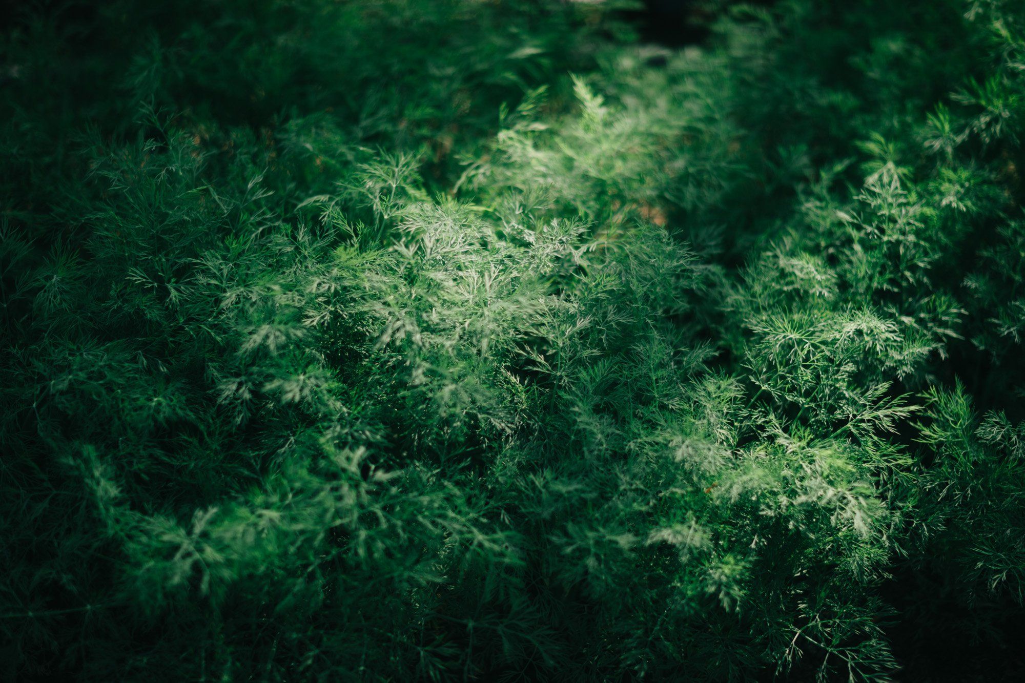 Lush green foliage backlit by soft natural light, creating luminous highlights among dense forest vegetation
