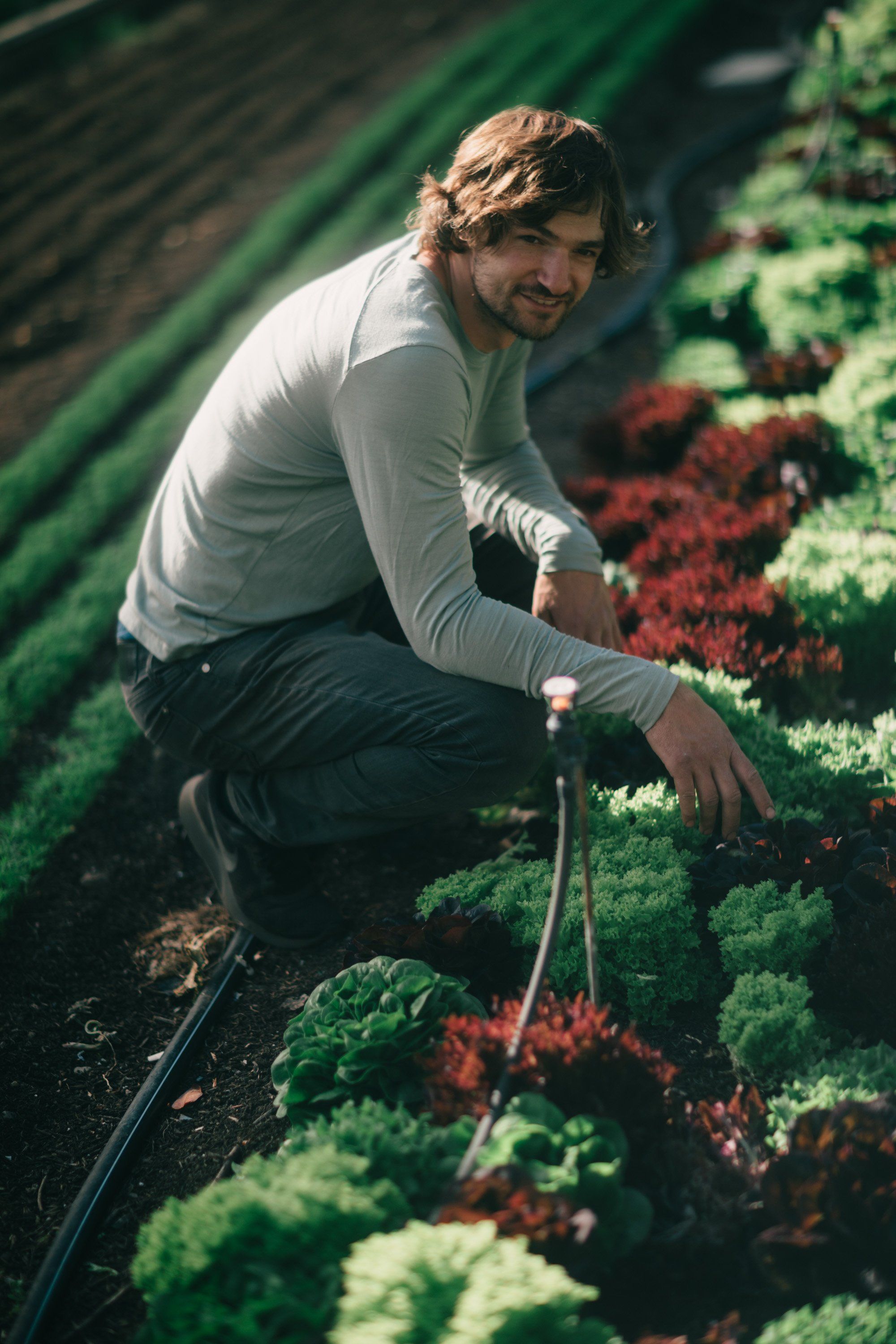 Man crouching in vegetable garden rows with drip irrigation, morning sunlight illuminating leafy greens and red plants