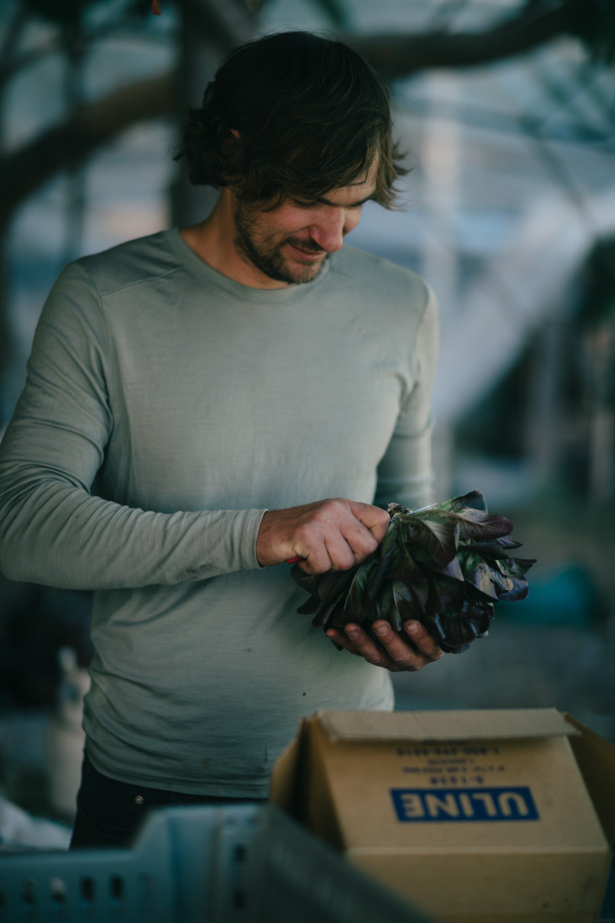 Man in gray long-sleeve shirt examining fresh produce from a cardboard box at a farm, soft natural light