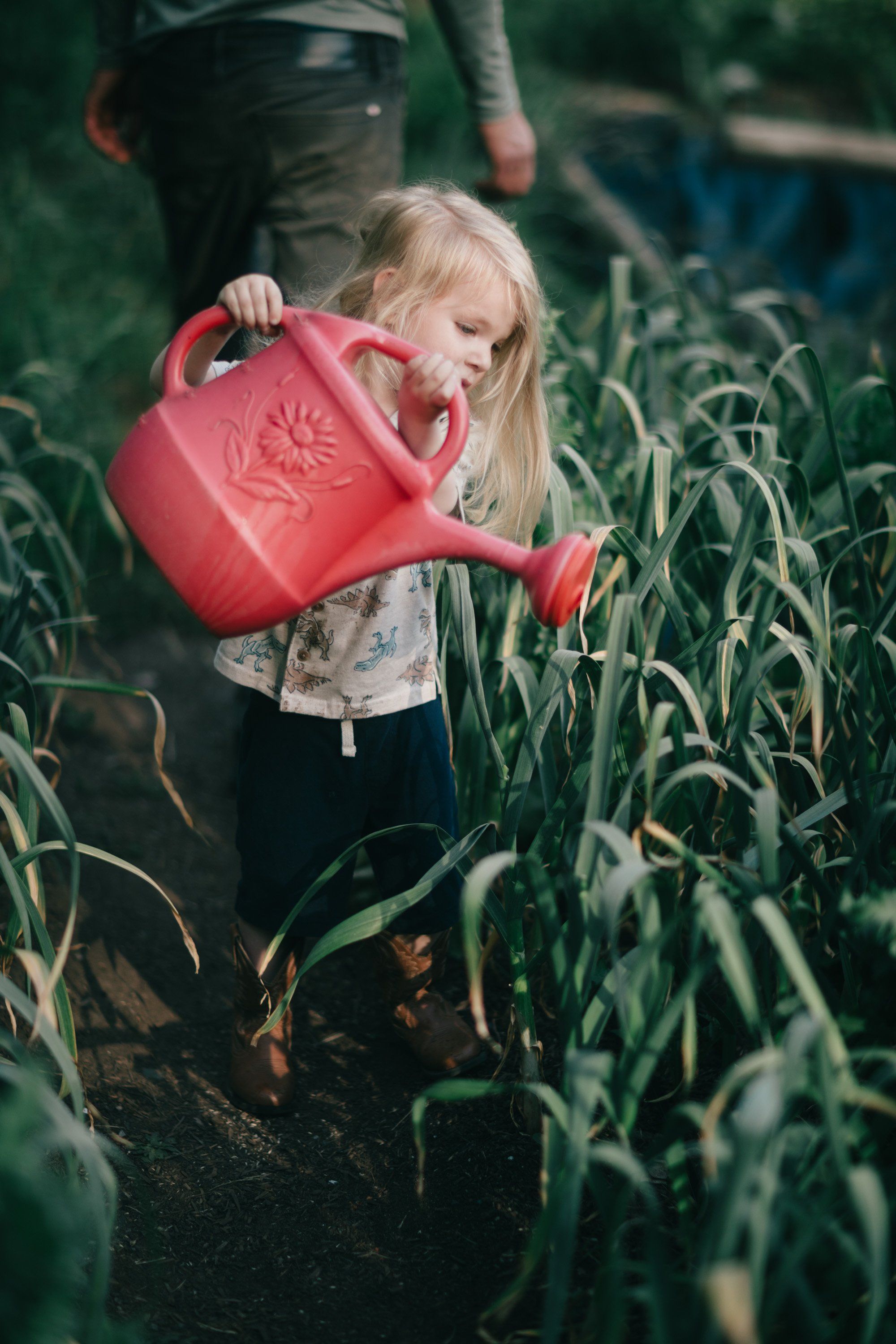 Young child with blonde hair waters green plants with a red watering can in a farm garden