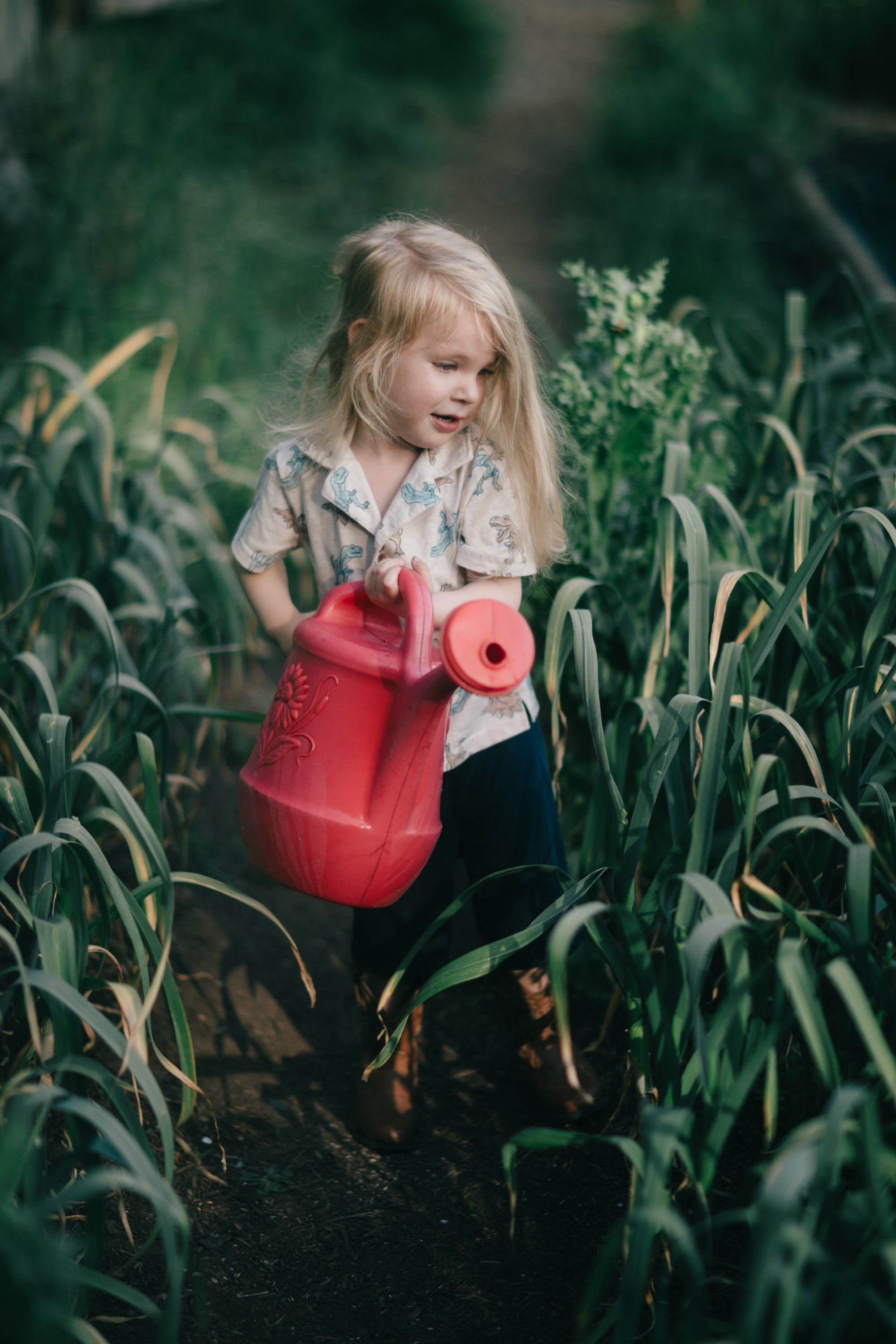Young girl holding a red watering can in a cornfield, soft natural light filtering through green stalks
