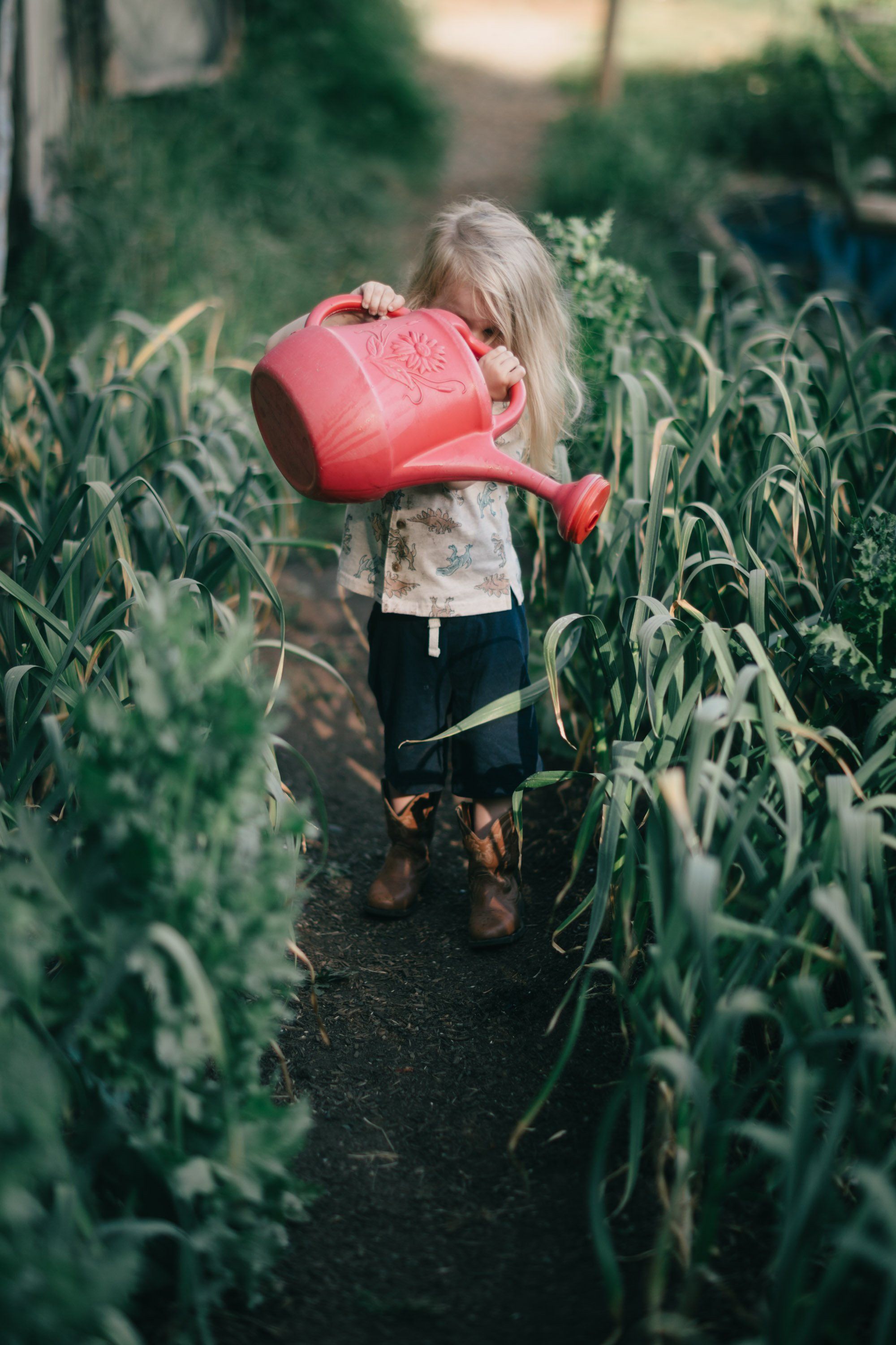 Child in pink hat carries red watering can through tall green corn stalks on a farm path