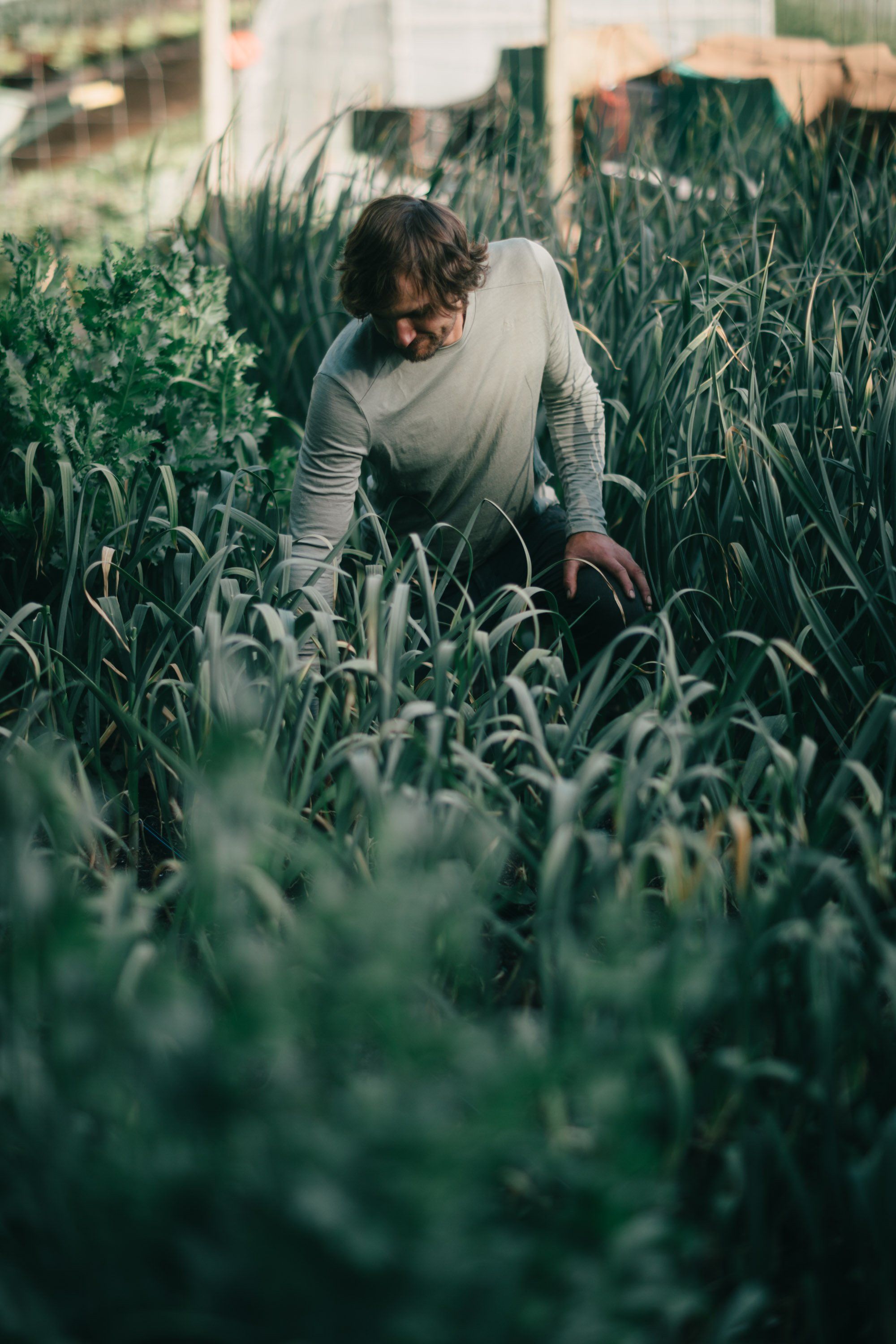 Person in cream sweater crouches among tall green crops in dappled afternoon light on a farm