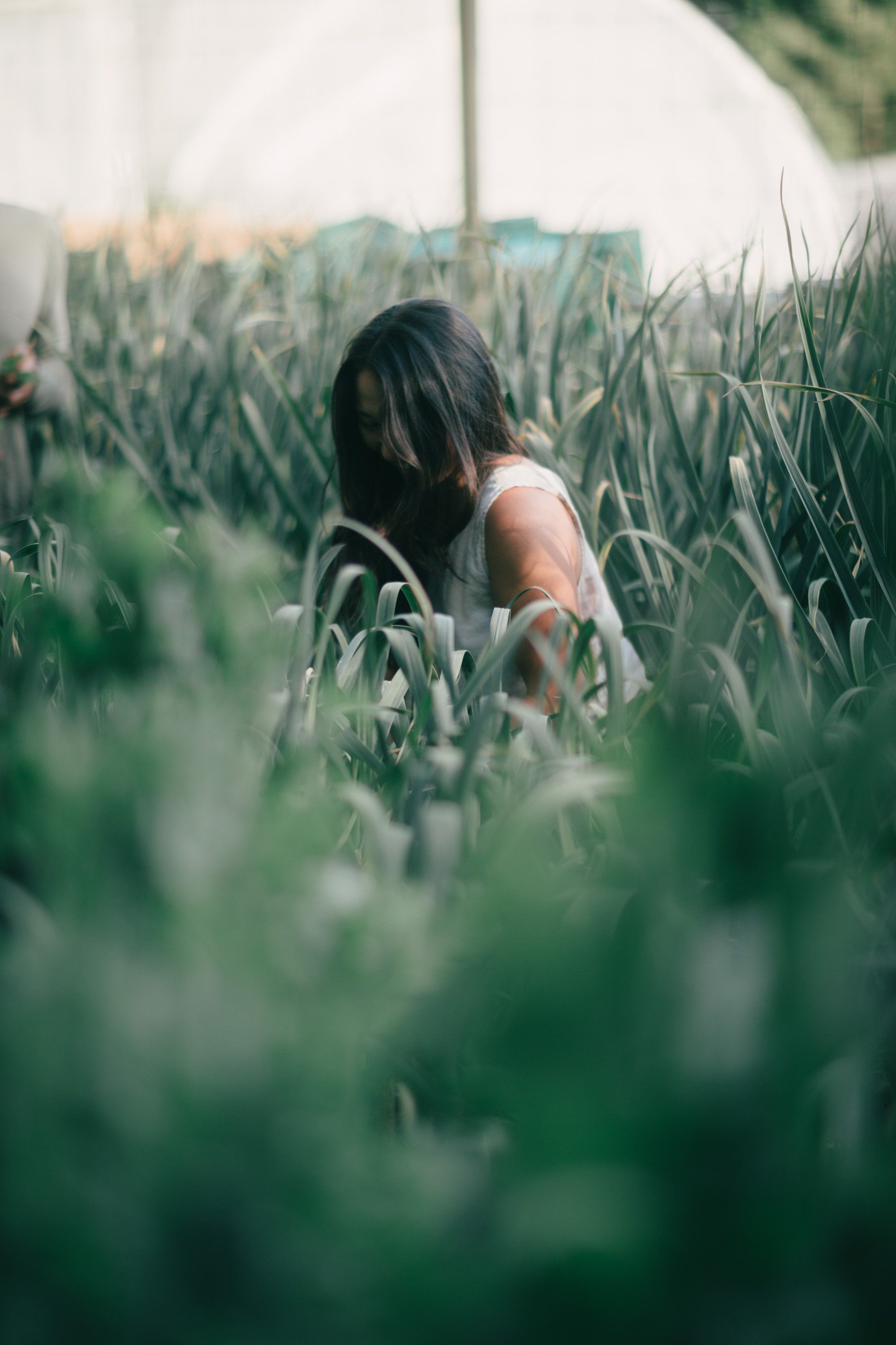 Person with long dark hair walking through tall green crops in soft natural light, viewed from behind