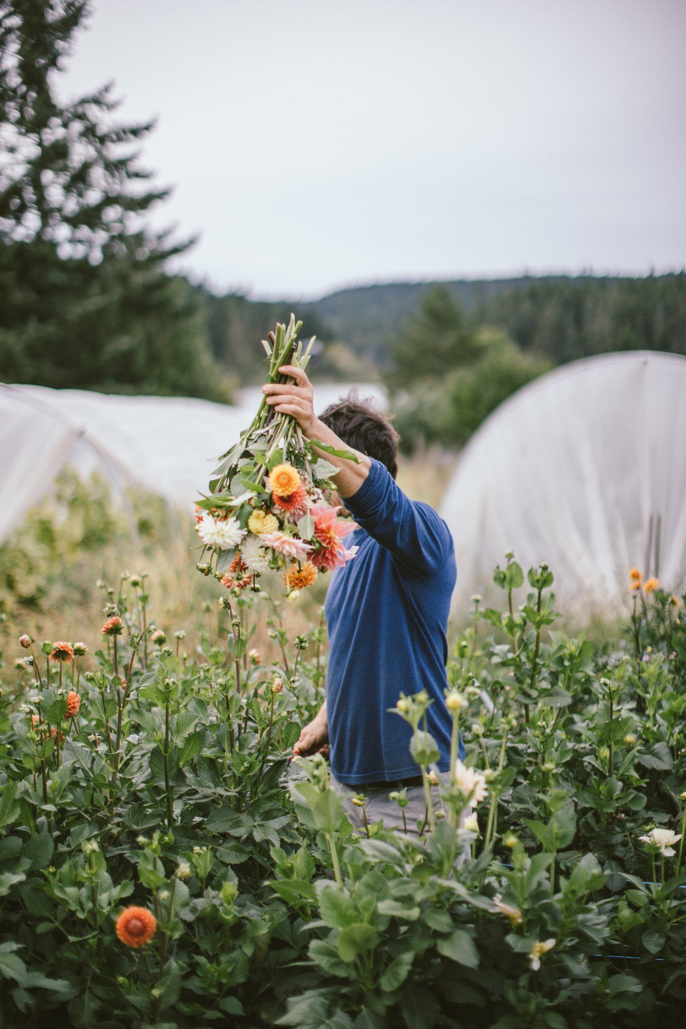 Person in blue dress holds vibrant flower bouquet amid blooming dahlias with farm rows and forest backdrop