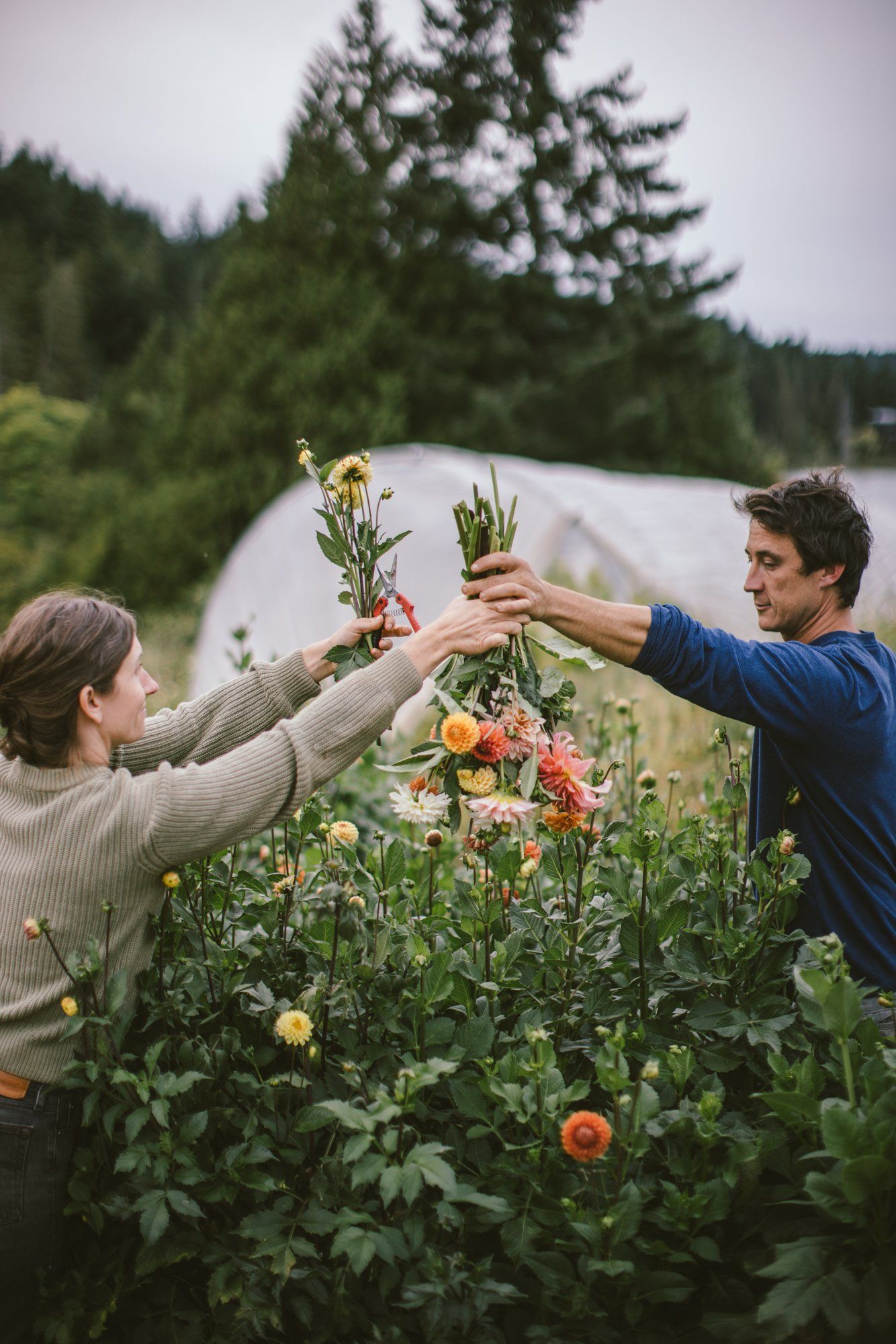 Two people harvesting vibrant dahlias in a misty garden with evergreen forest and white greenhouse beyond