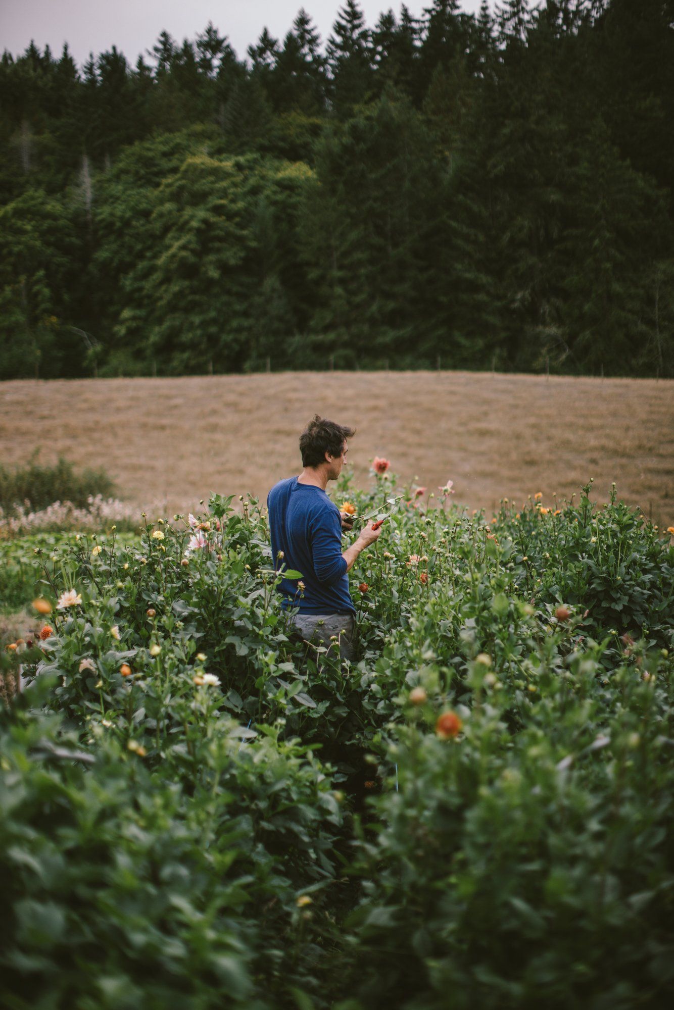 Man in blue shirt standing among blooming berry bushes with evergreen forest and field in background