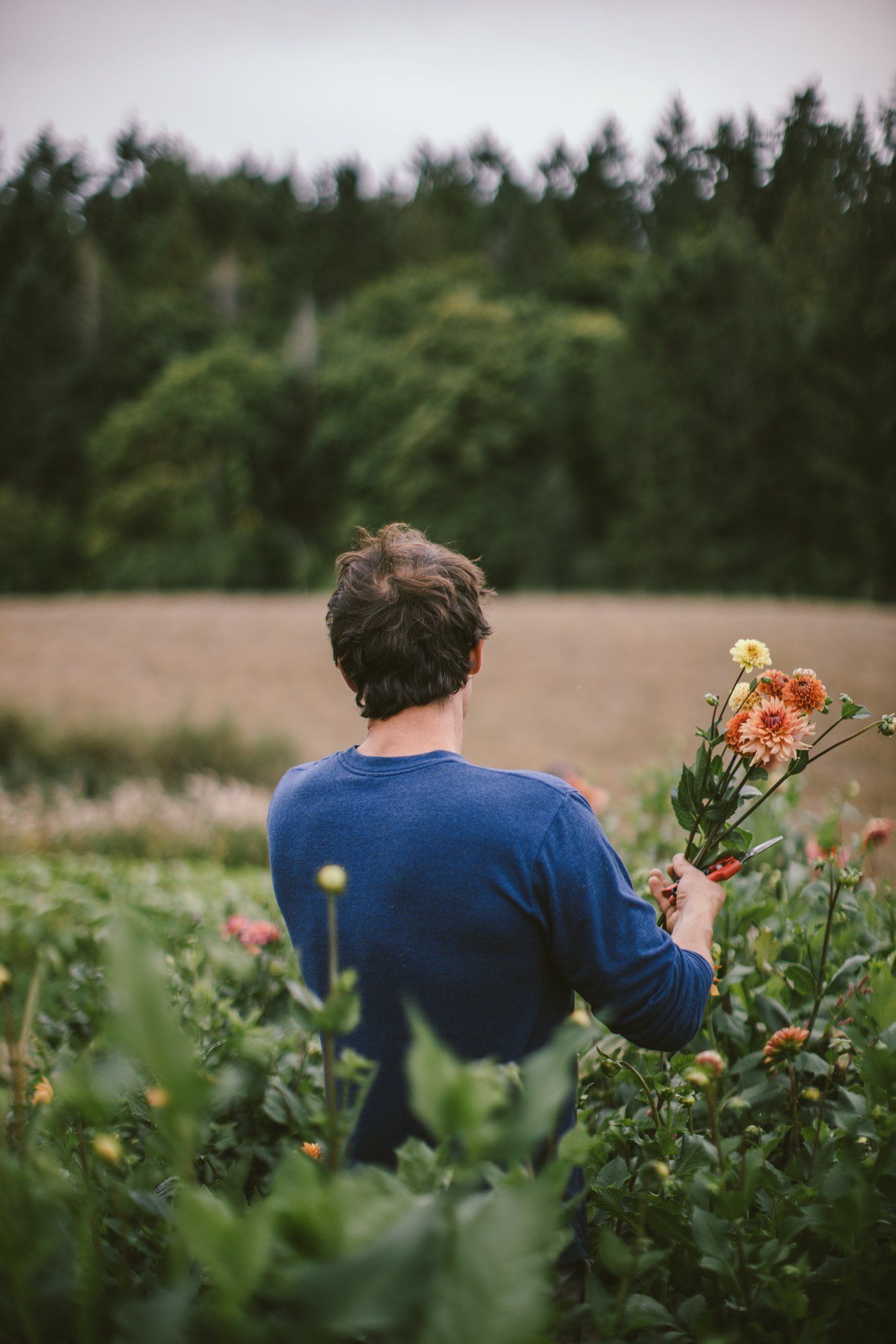 Person in blue shirt holding wildflowers in overgrown field with evergreen forest and cloudy sky behind
