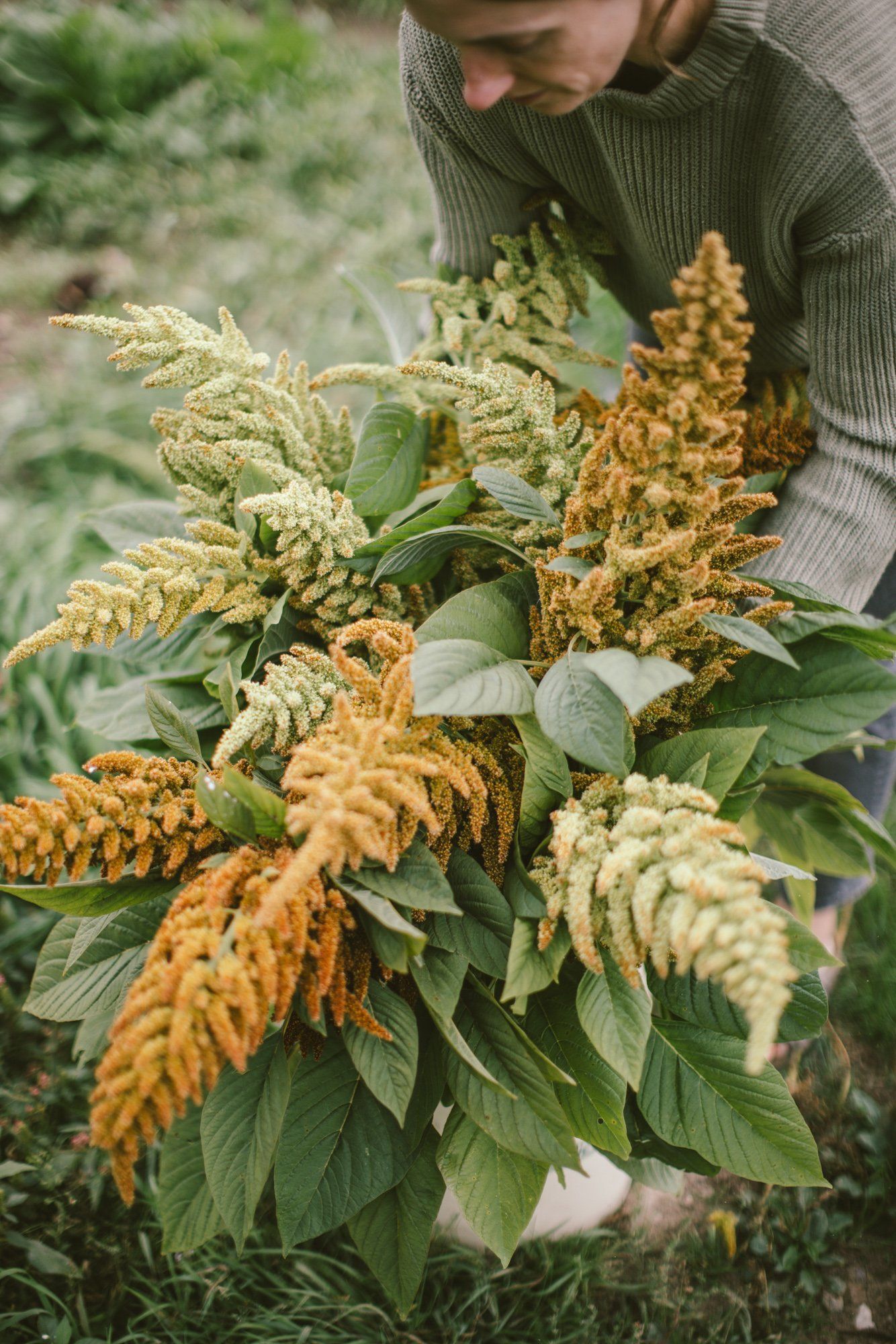 Person in sage cardigan holding golden amaranth and celosia blooms at Bullock Lake Farm, soft natural light