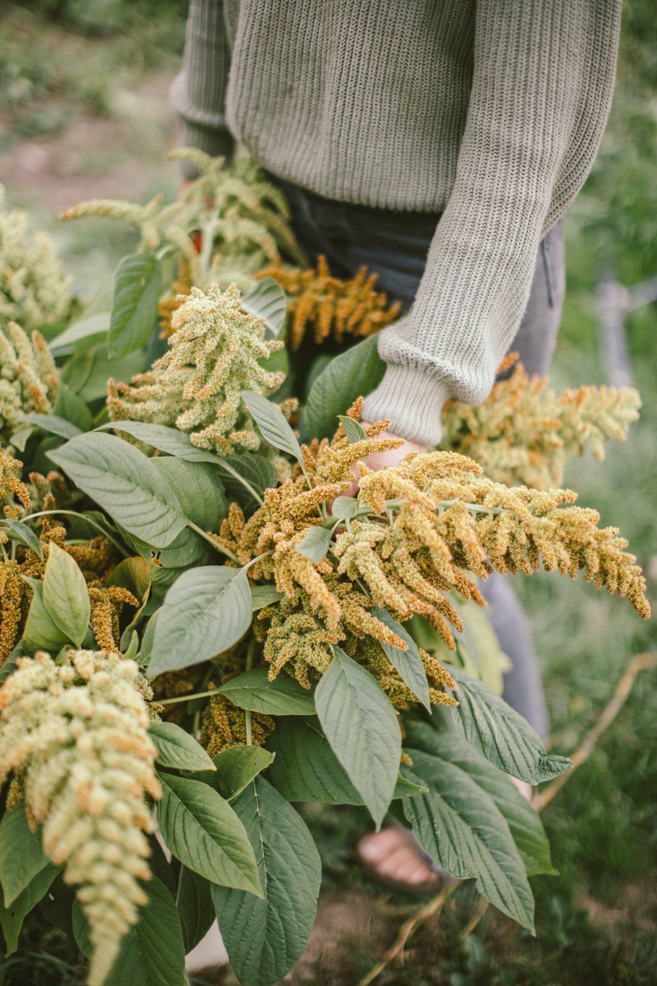 Person in sage cardigan holding golden drooping flower clusters with green leaves at Bullock Lake Farm
