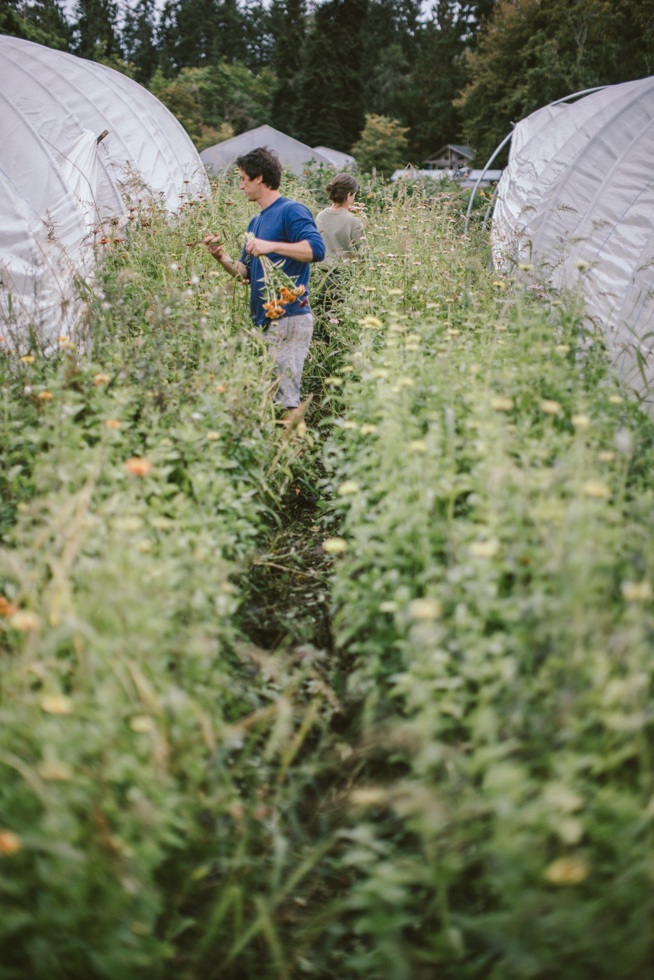Child in blue shirt walks between rows of young plants under white row covers at a farm garden