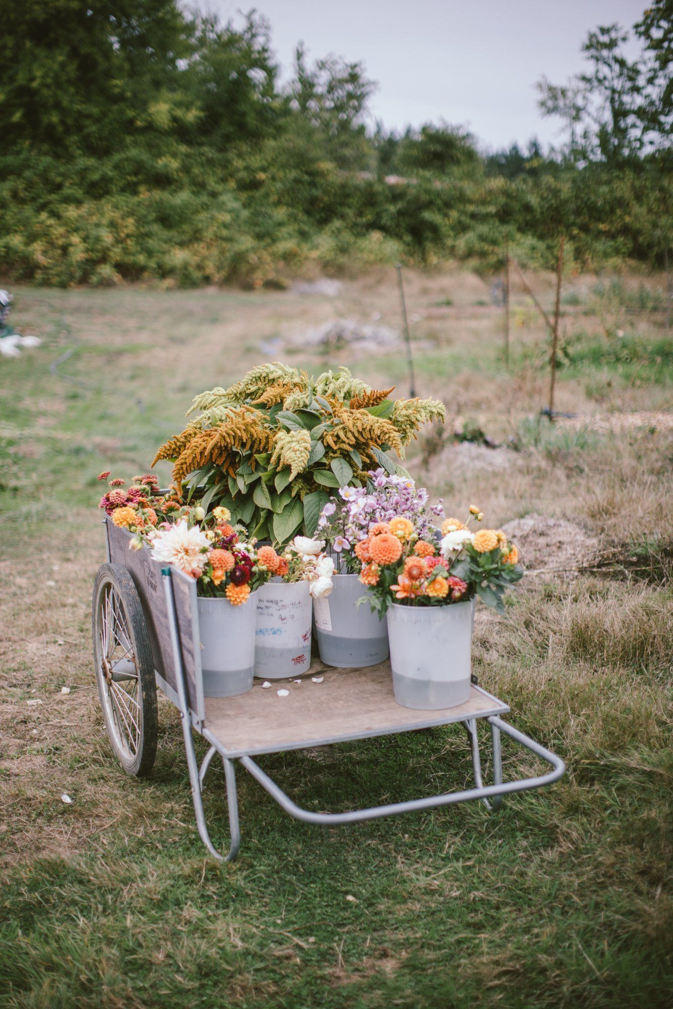 Potted orange and purple flowers arranged on a rustic cart in a sun-dappled farm field with forest backdrop