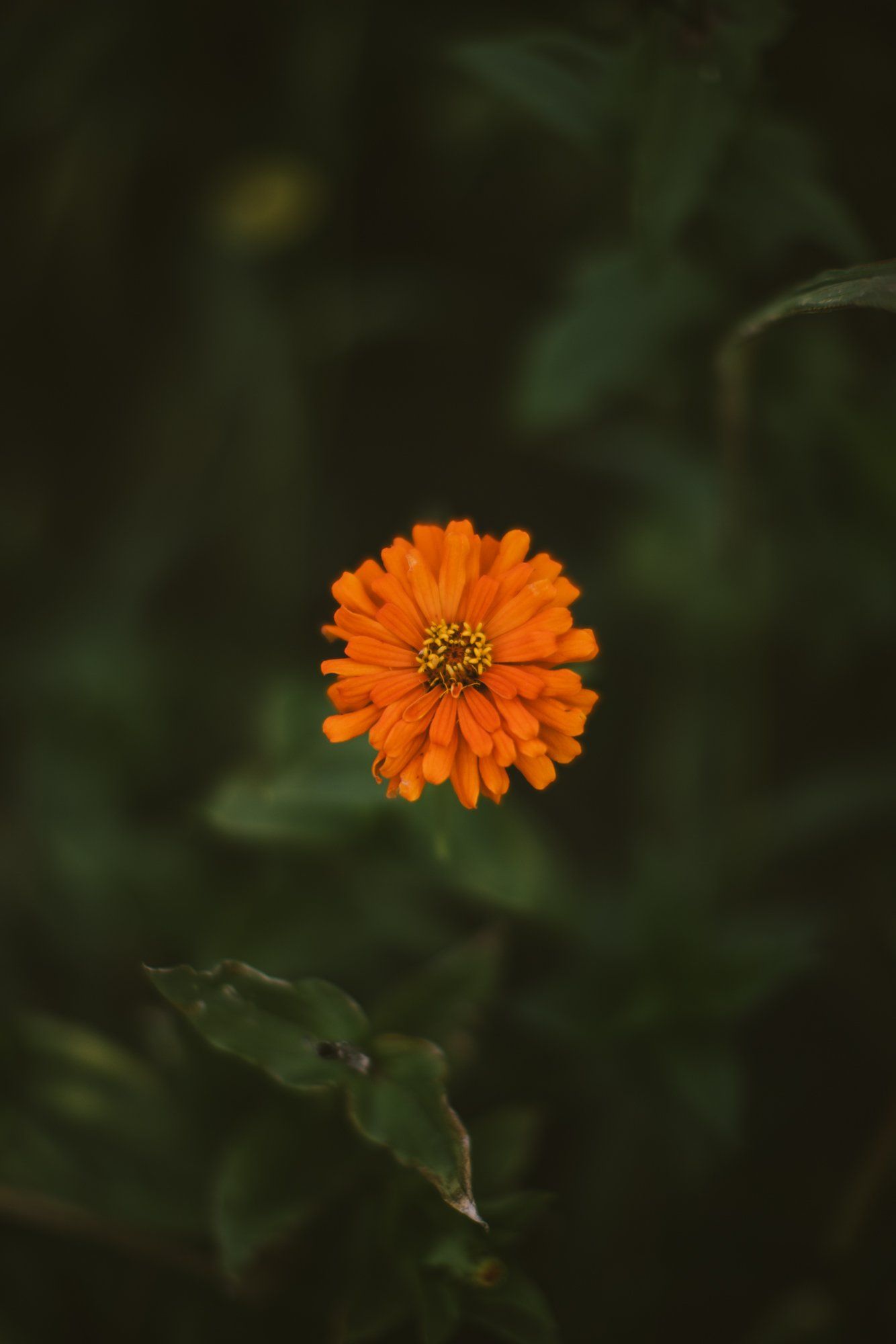 Vibrant orange zinnia in sharp focus against a soft, dark green blurred background at Bullock Lake Farm