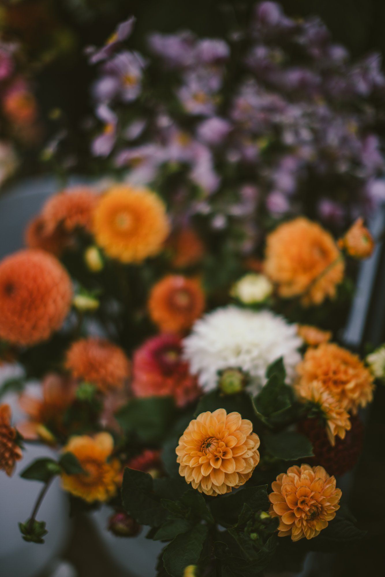 Vibrant orange dahlias in sharp focus with purple flowers softly blurred behind them in golden afternoon light
