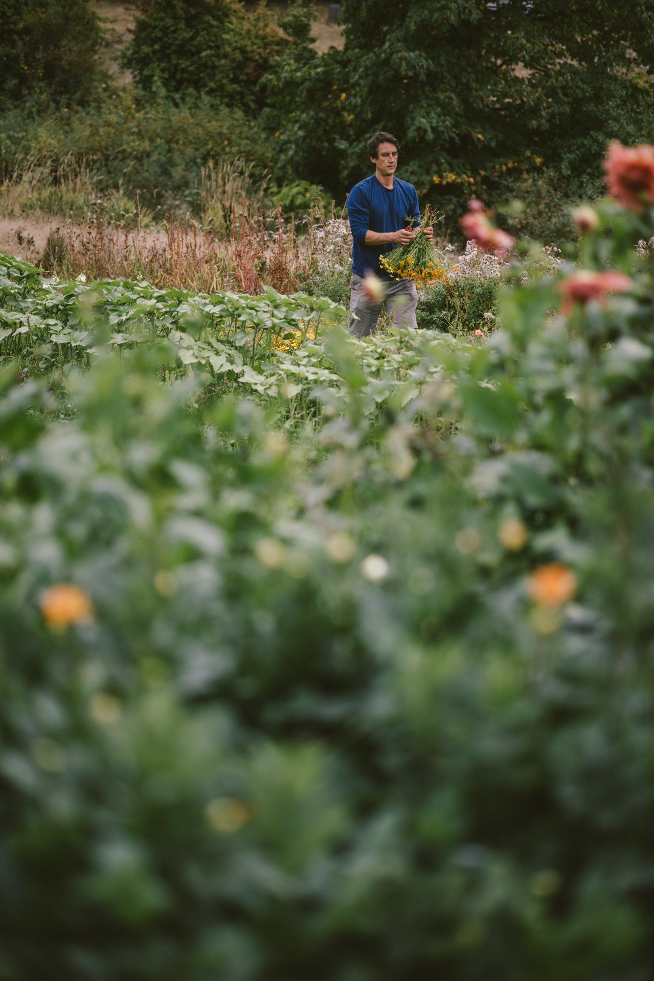 Man in blue shirt walks through blooming garden with wildflowers and green foliage in soft afternoon light