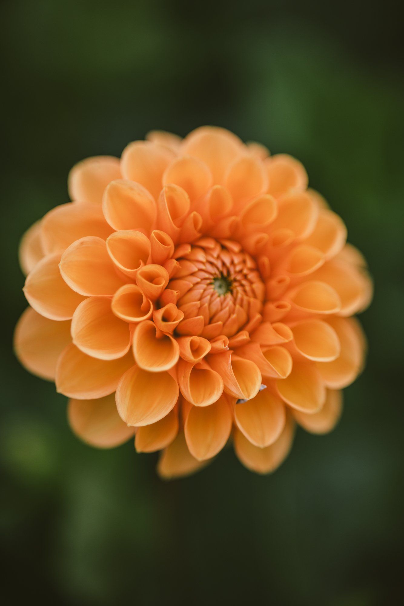 Vibrant orange dahlia with layered petals in sharp focus against a soft, blurred green background