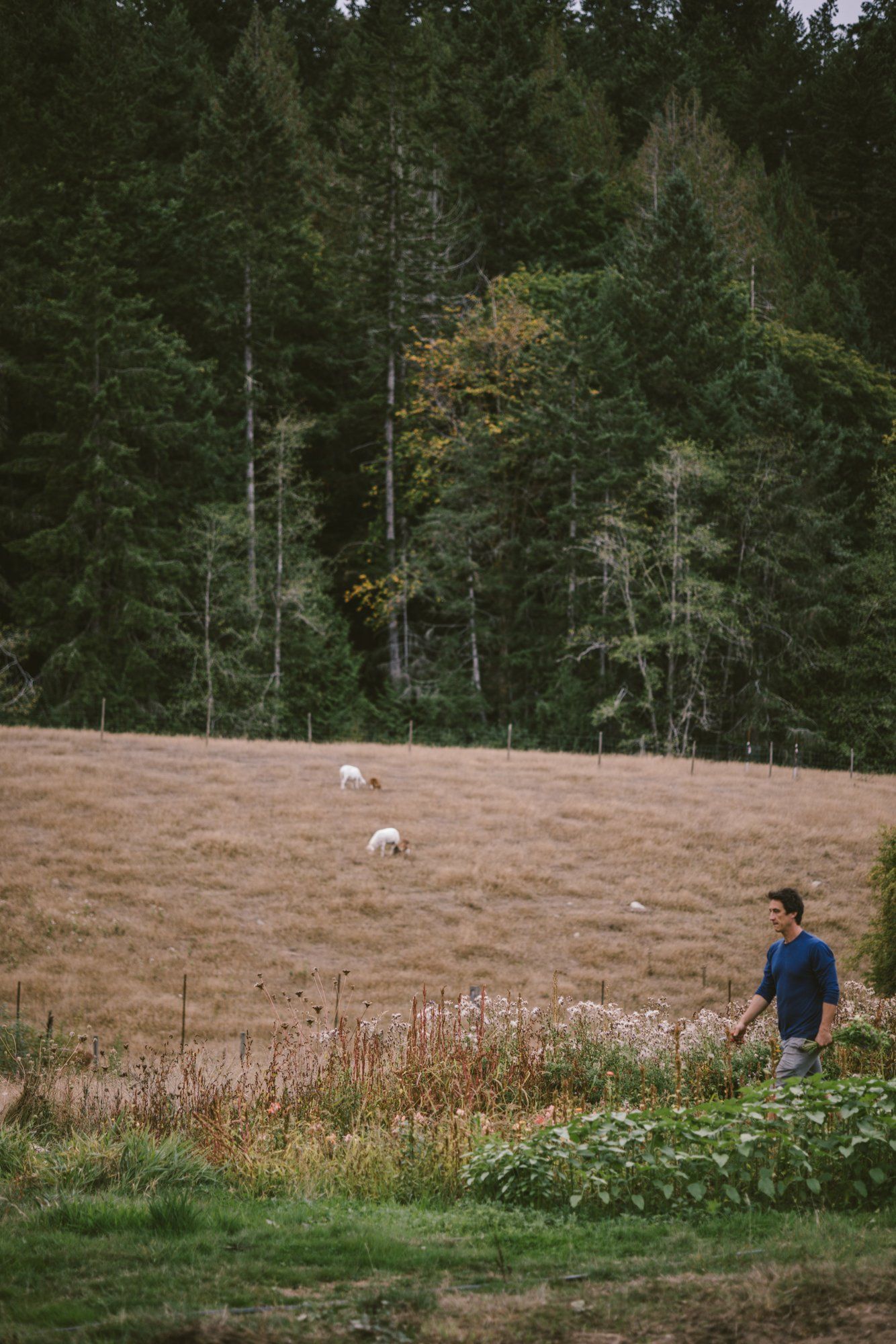 Man in dark shirt walks through golden field toward evergreen forest at Bullock Lake Farm