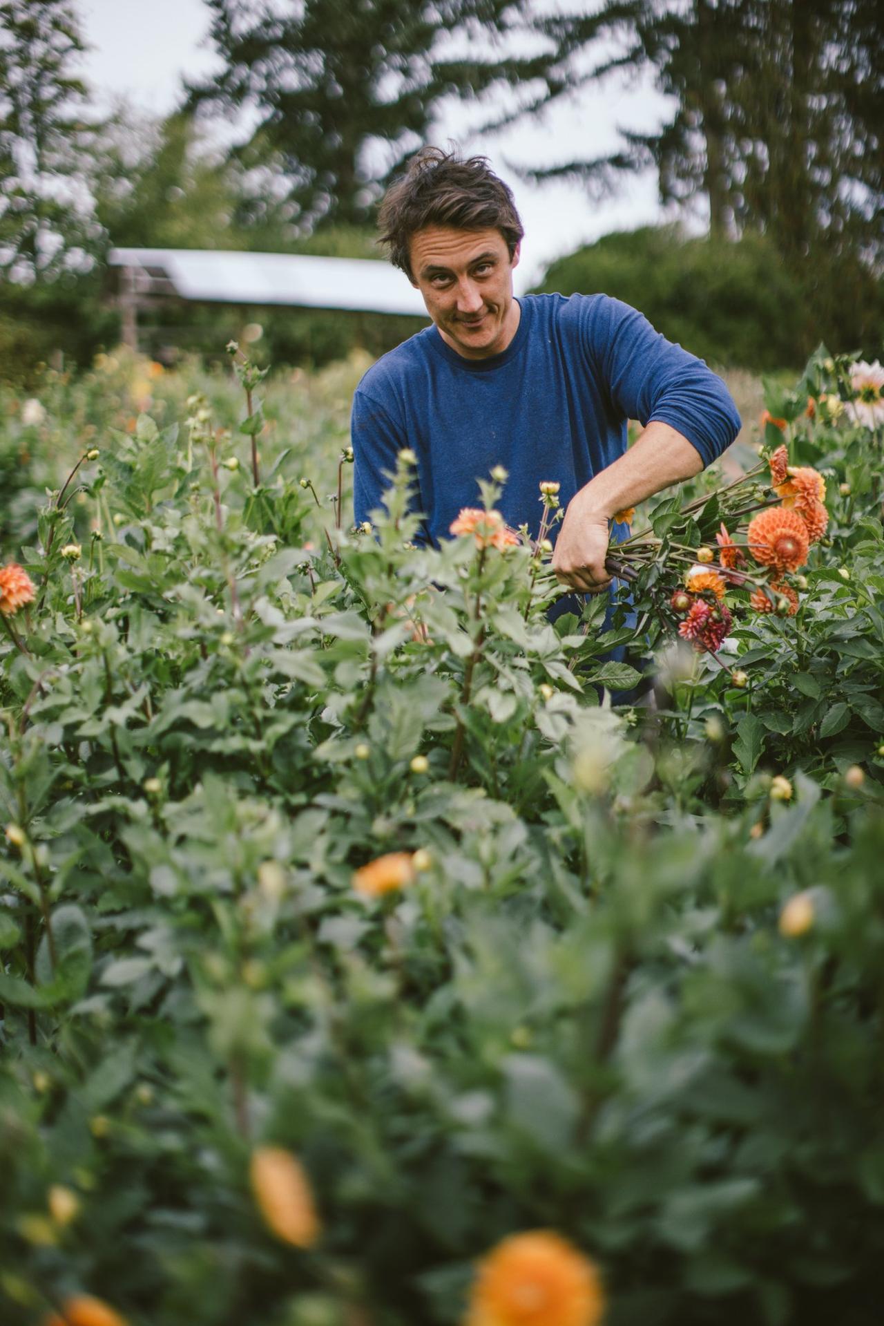 Man in blue shirt examining orange calendula flowers in garden at Bullock Lake Farm, evergreen trees blurred in background