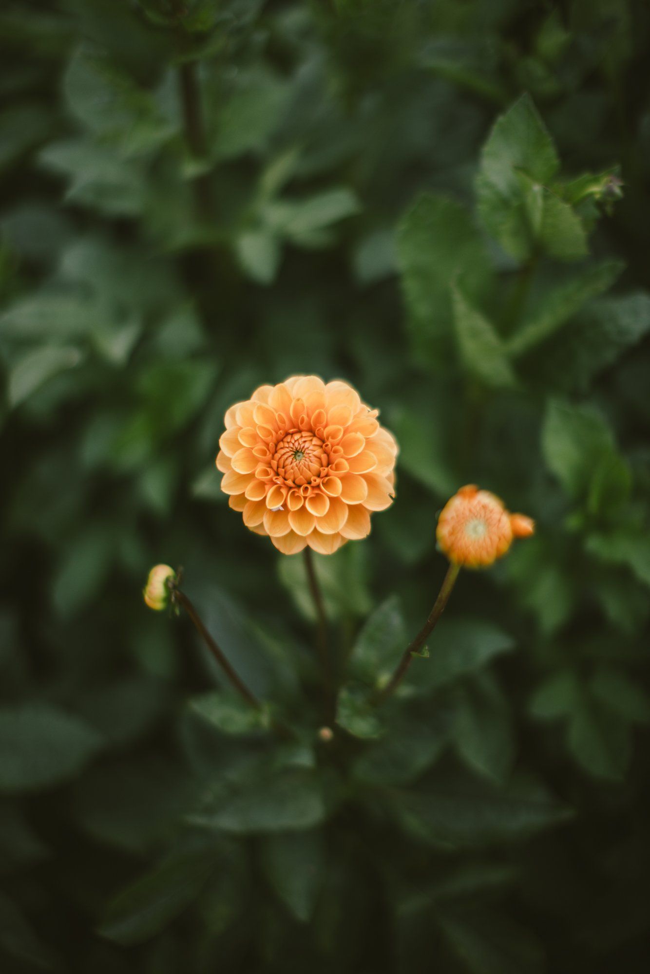 Peach-colored dahlia in full bloom with layered petals, surrounded by green foliage and unopened buds in soft natural light