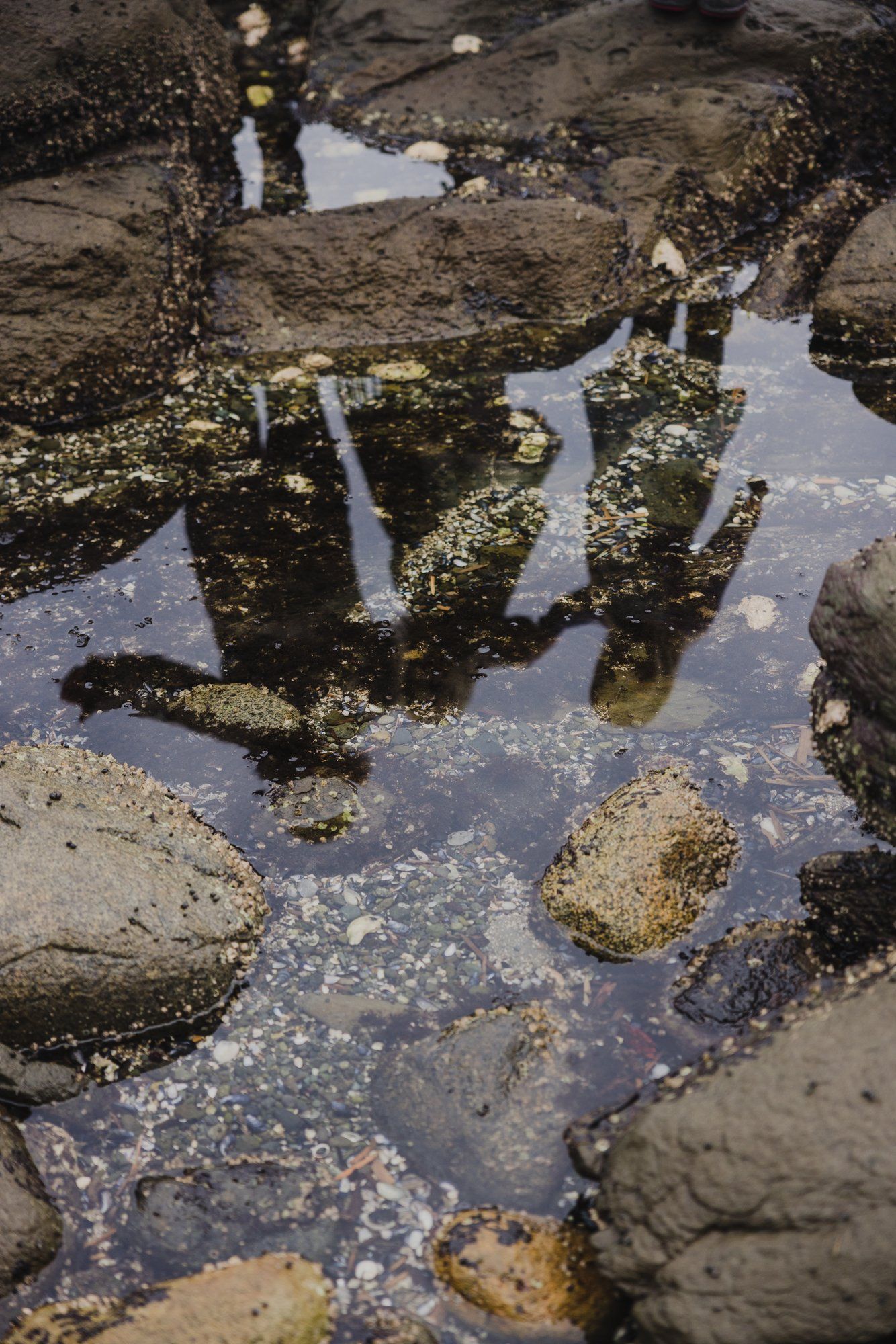 Tide pool reflecting sky among moss-covered rocks and barnacles on a rocky beach