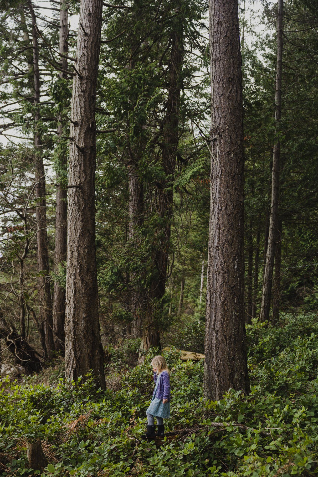 Child standing alone among towering old-growth forest trees with lush green undergrowth on Saturna Island