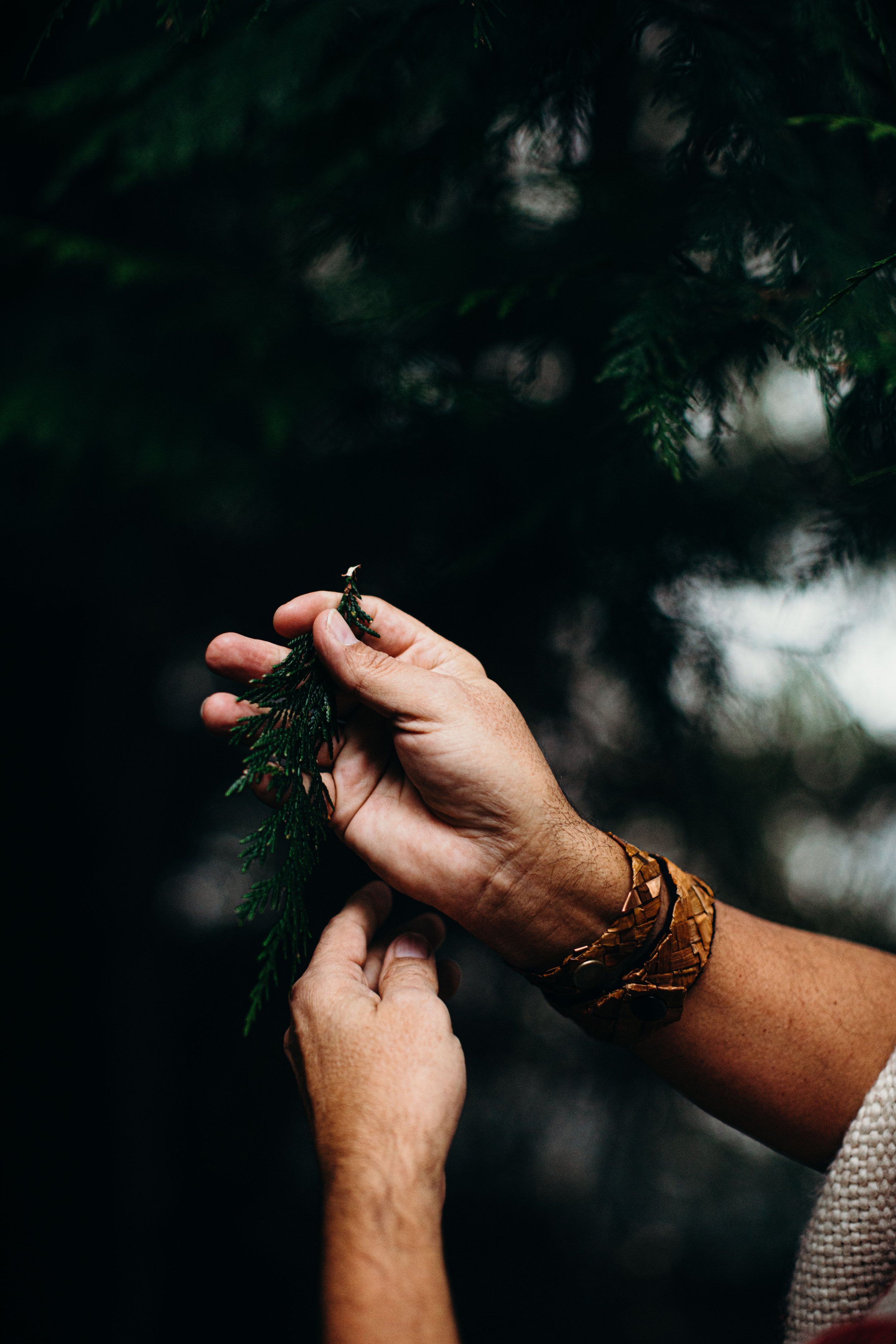 Hands holding fresh evergreen sprigs against dark foliage, dappled sunlight filtering through trees
