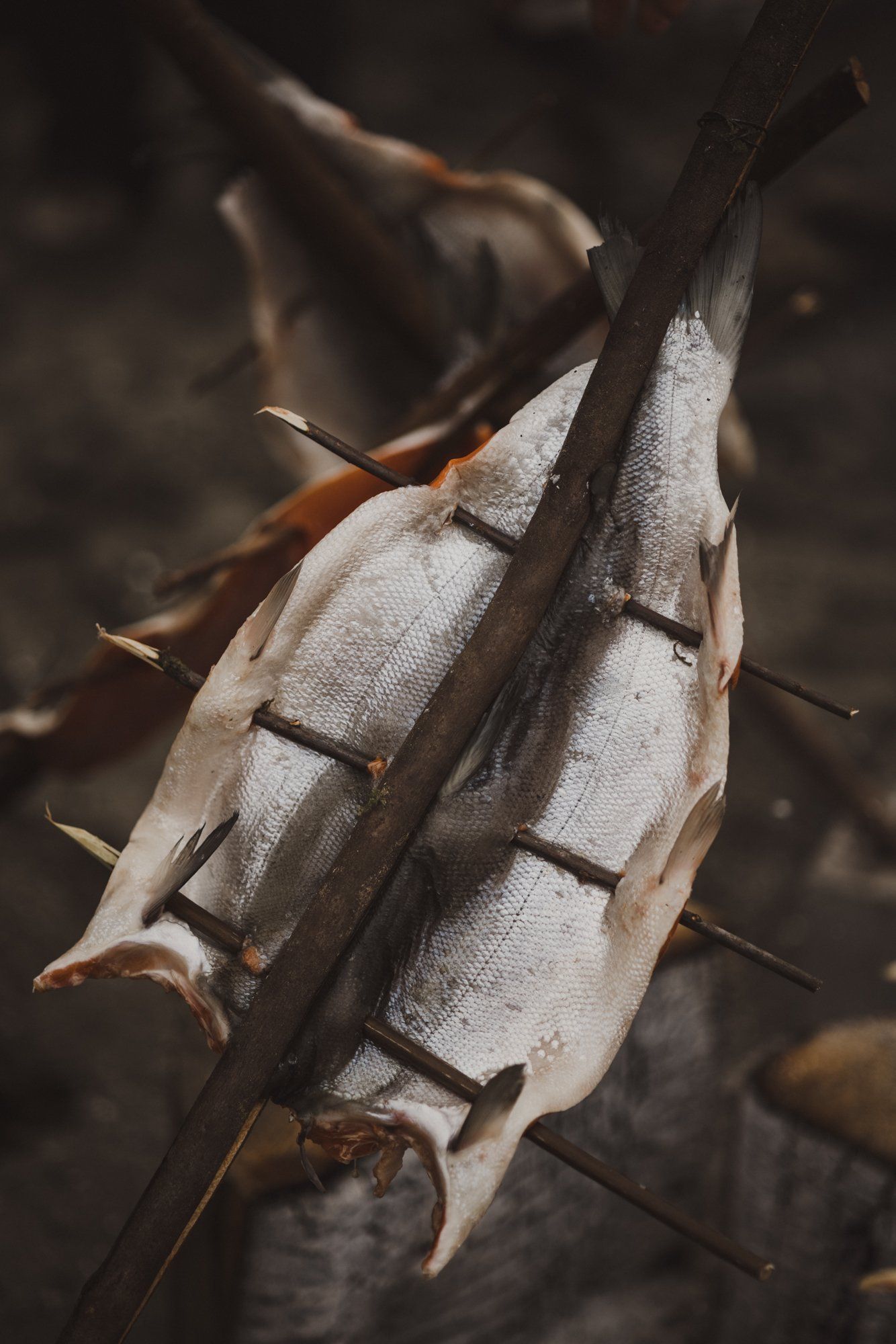 Weathered seedpods with papery white segments and dark spines backlit against a soft, blurred dark background