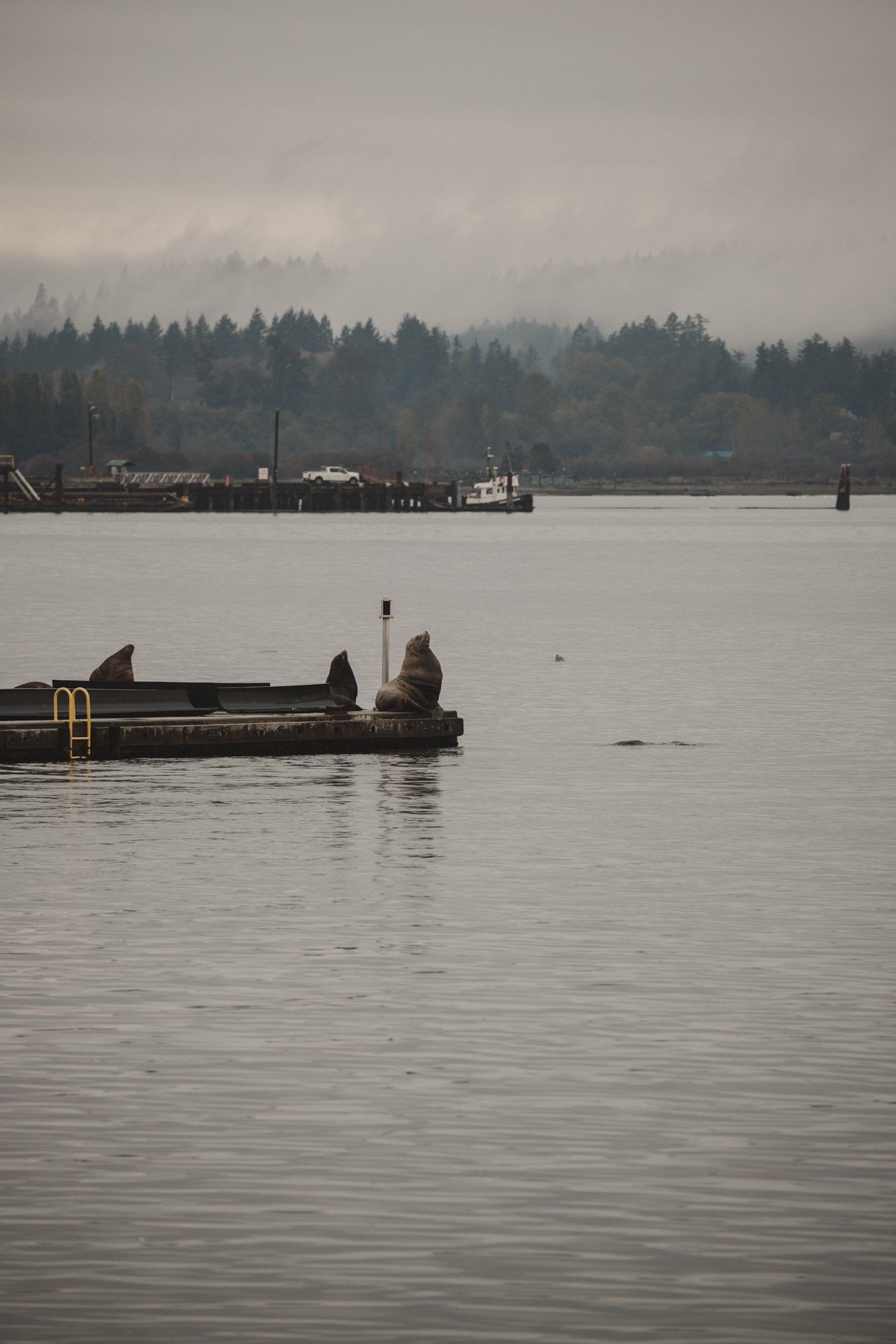 Misty waterfront scene with a figure on a wooden dock, forested coastline fading into fog across calm water