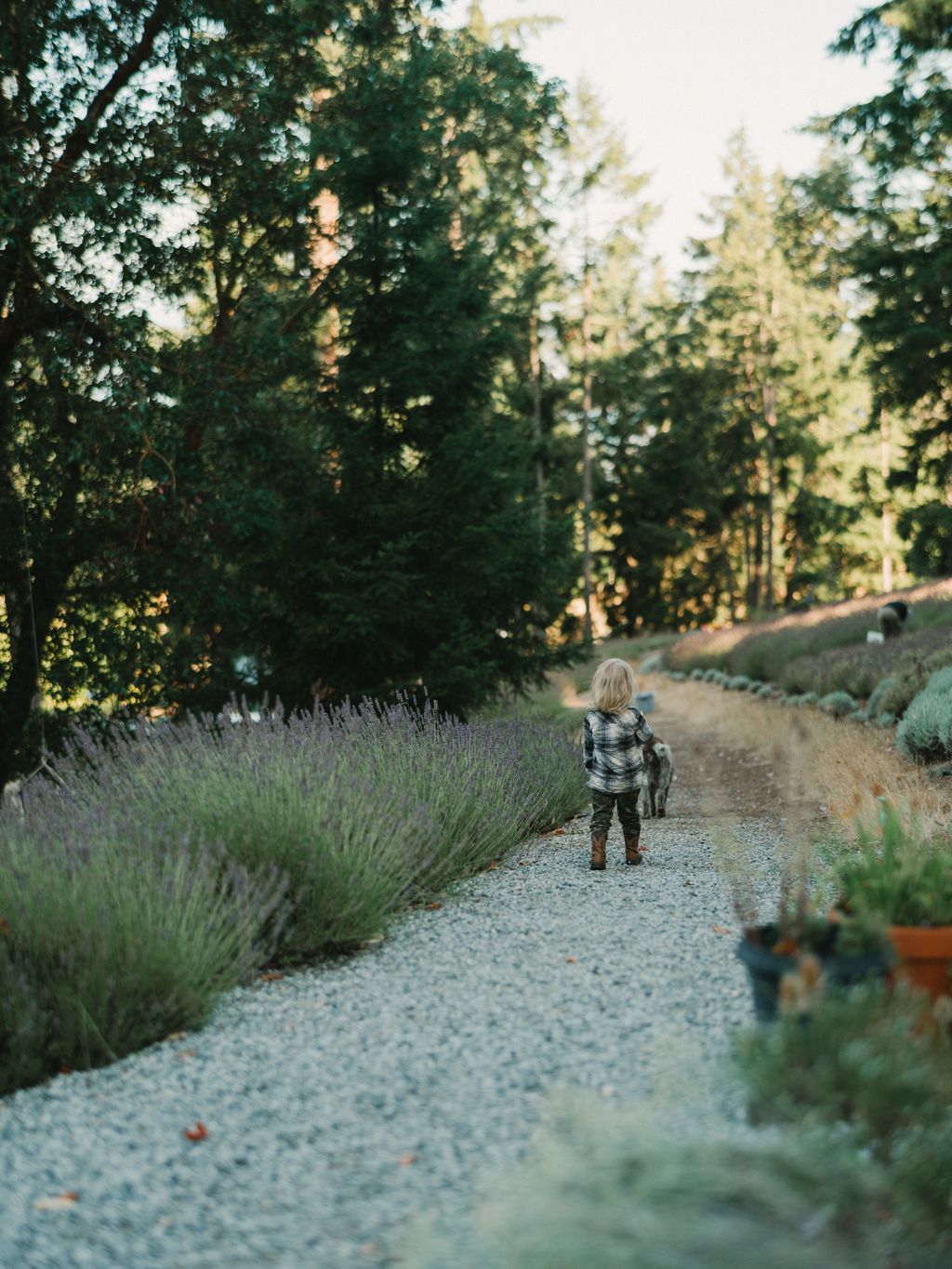 Child in plaid shirt walks gravel path lined with lavender under towering evergreen trees at golden hour
