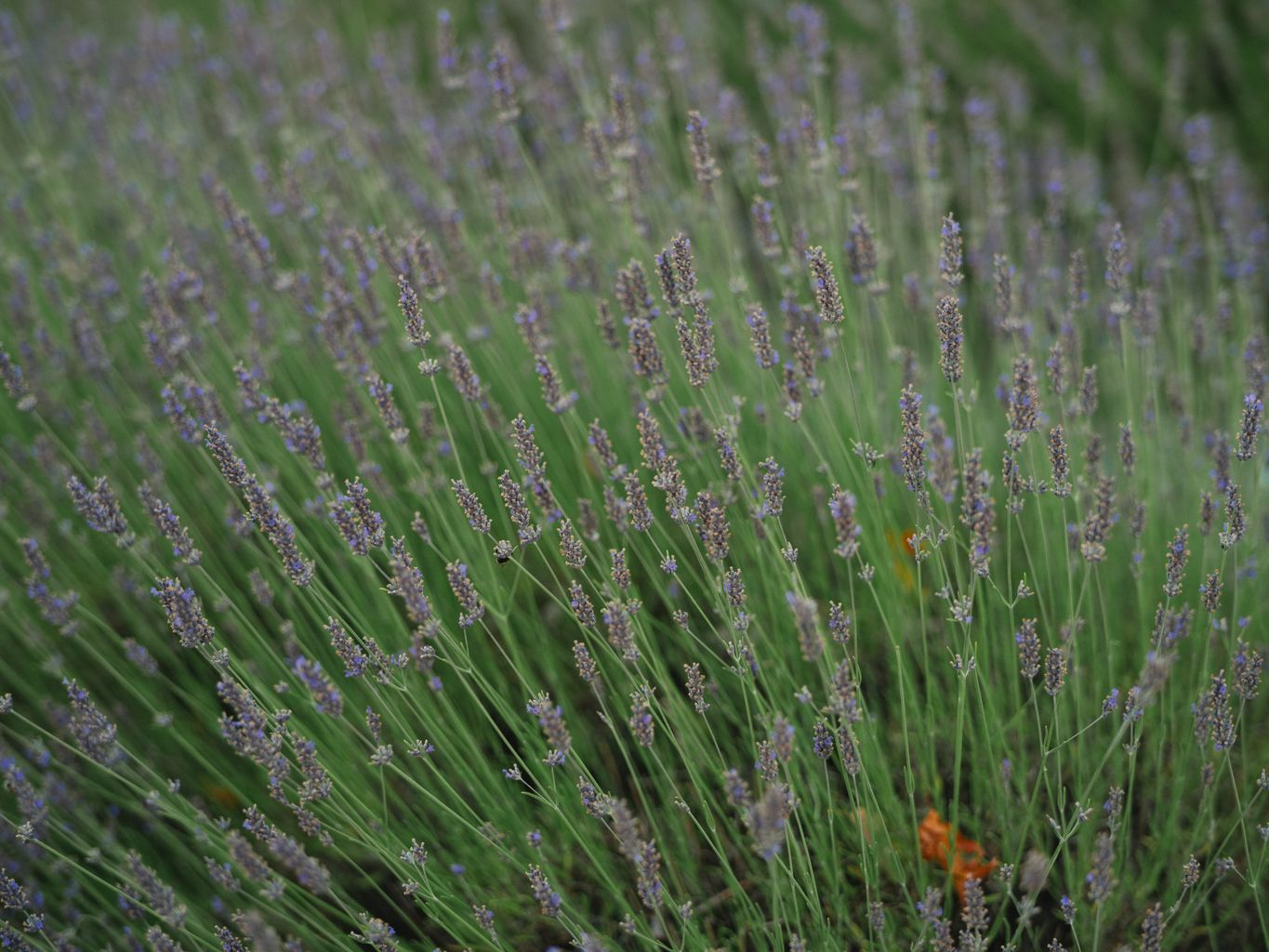 Rows of lavender in full bloom with purple flower spikes rising from narrow green stems in close focus