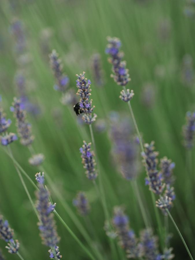 Bumblebee foraging on purple lavender at a Salt Spring Island lavender farm