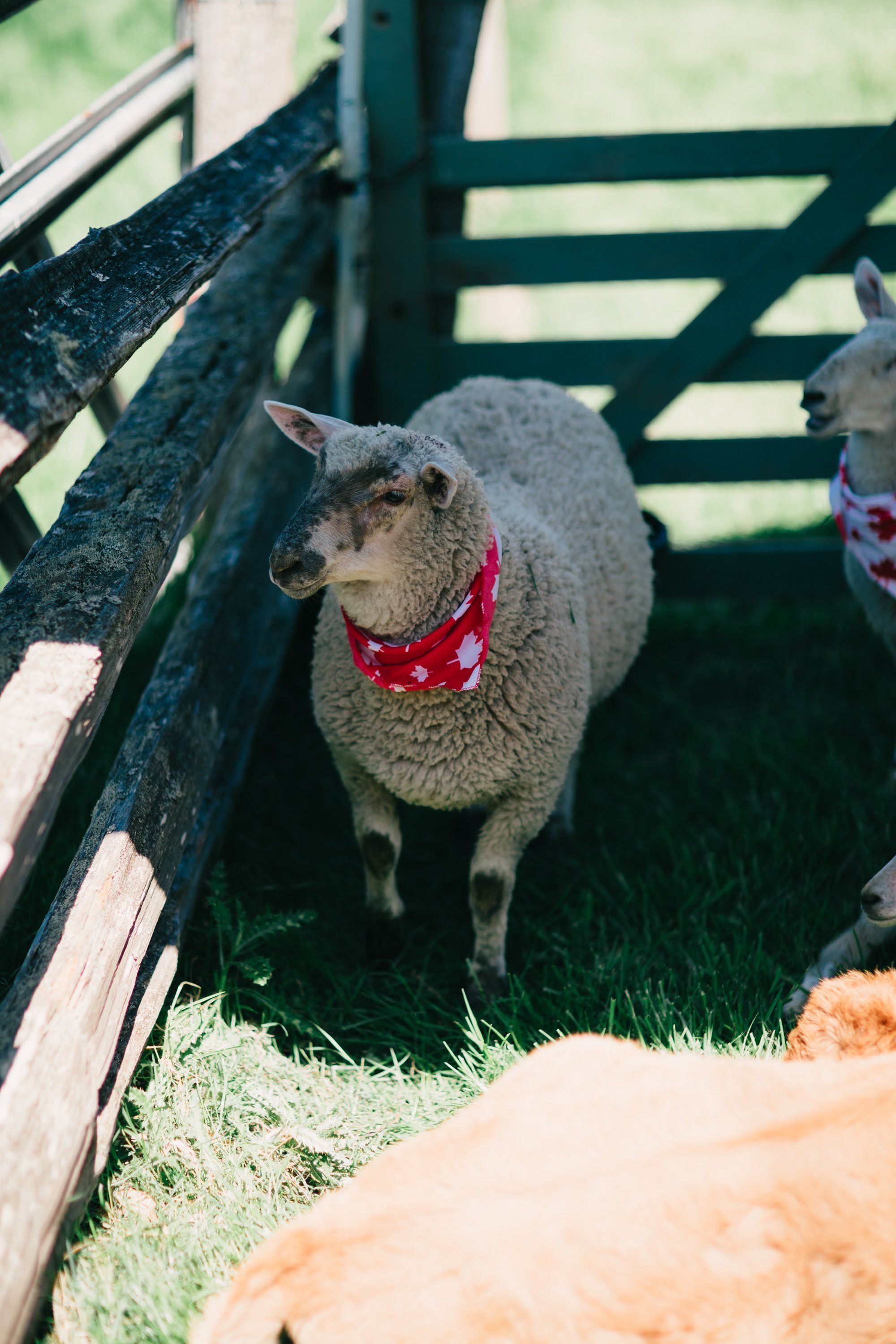 Gray sheep wearing a red bandana stands in a wooden pen at Ruckle Farm, bathed in warm sunlight
